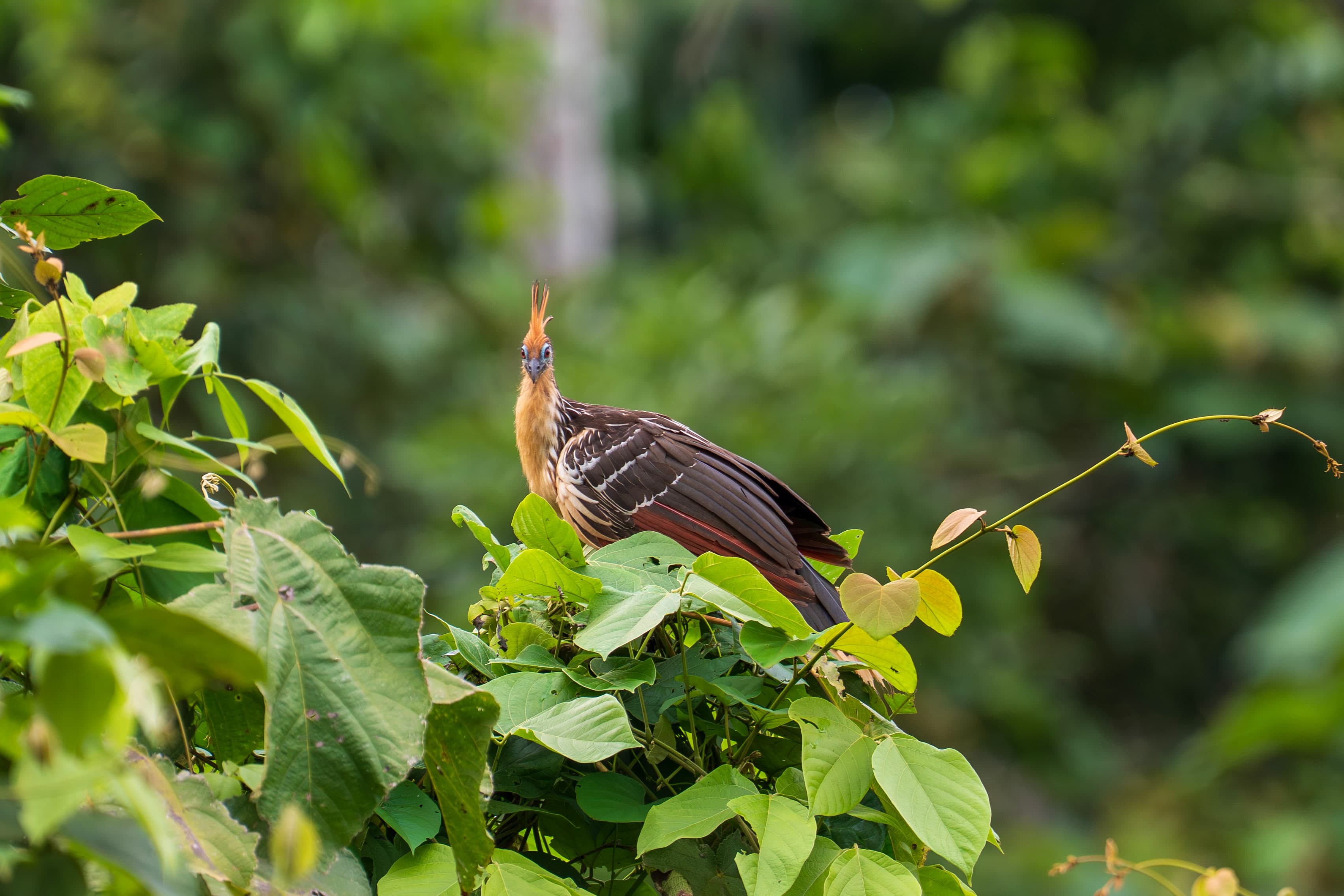 Hoatzin, Amazon Canopy