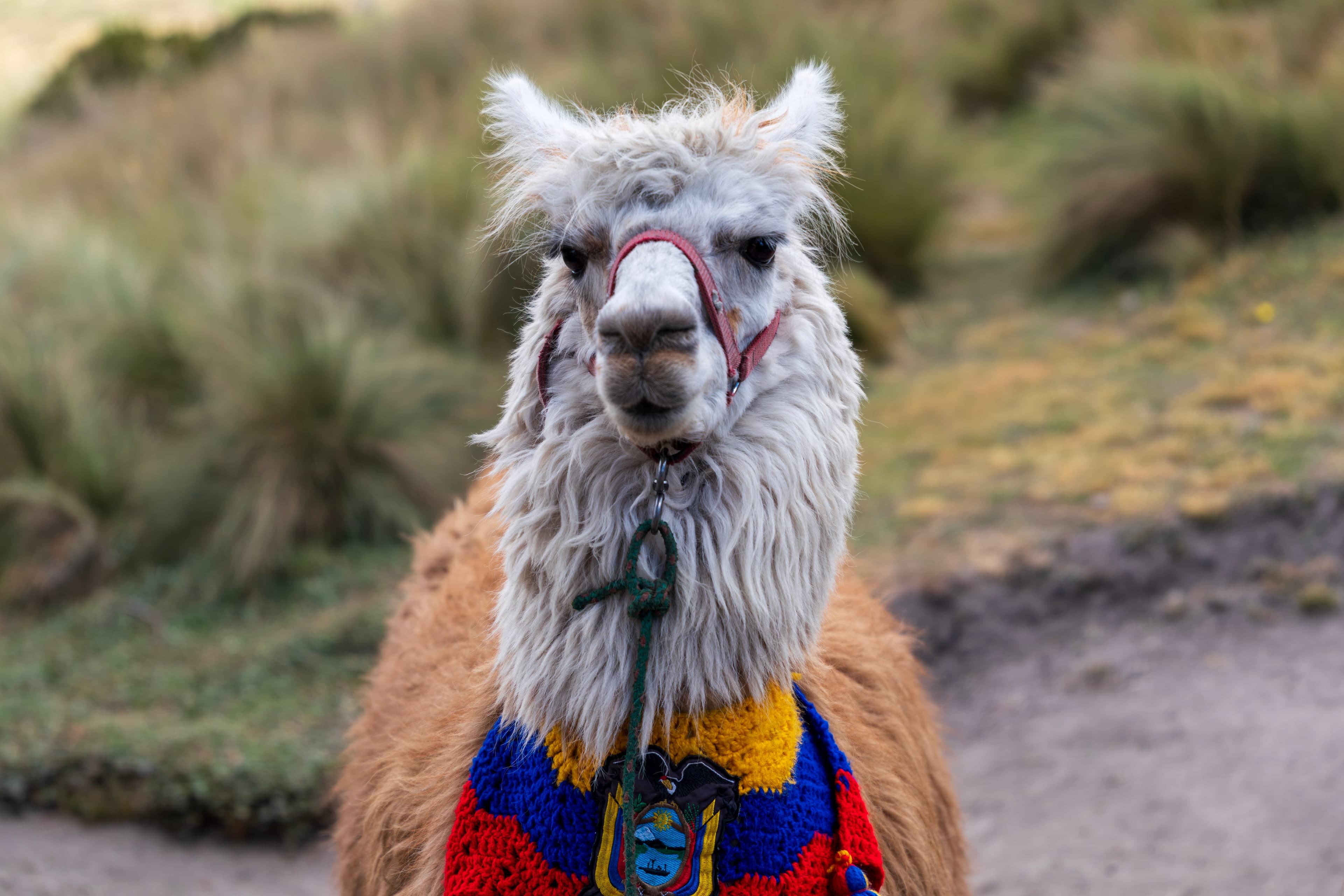 Llama, Ecuadorian Highlands