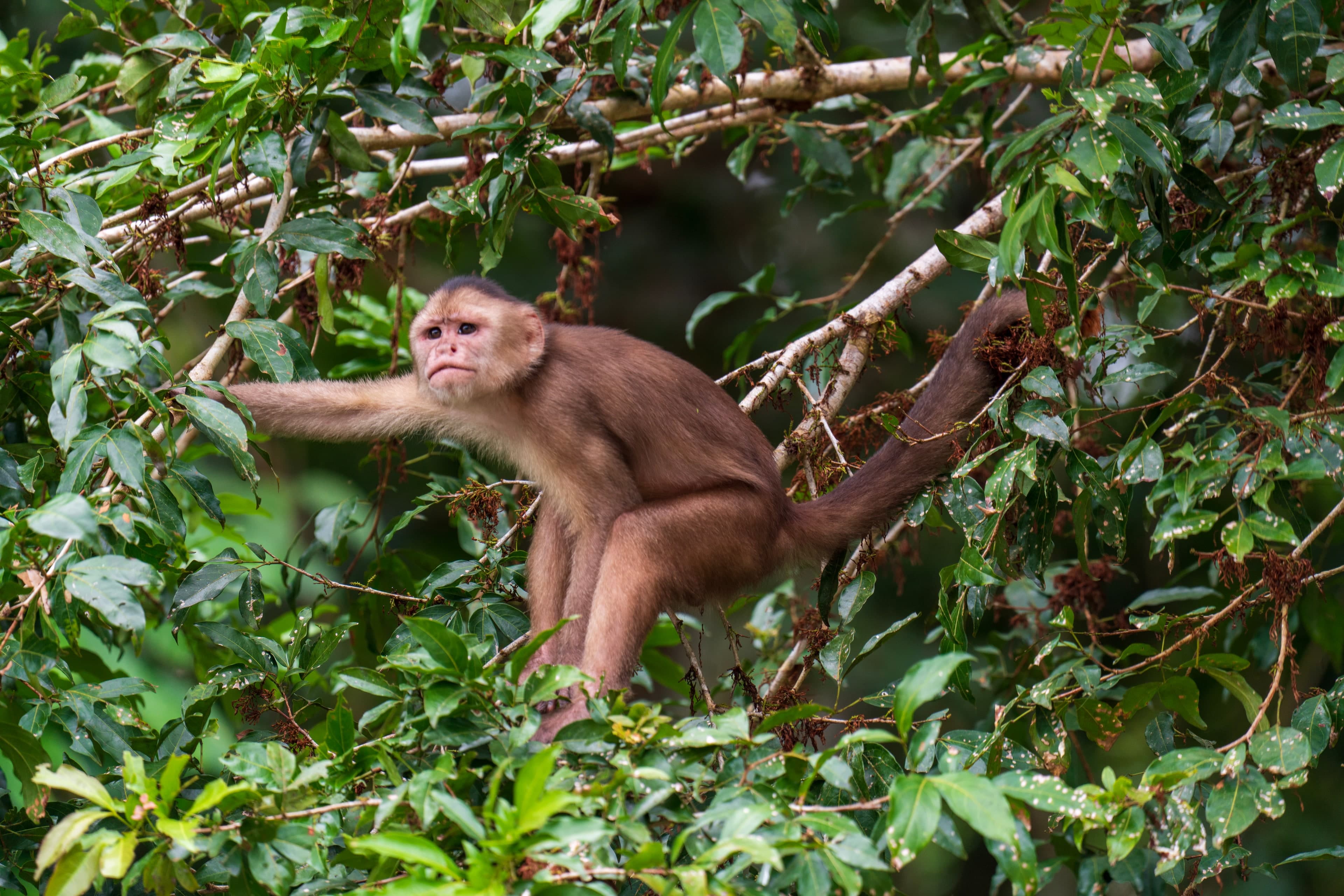 Capuchin, Canopy