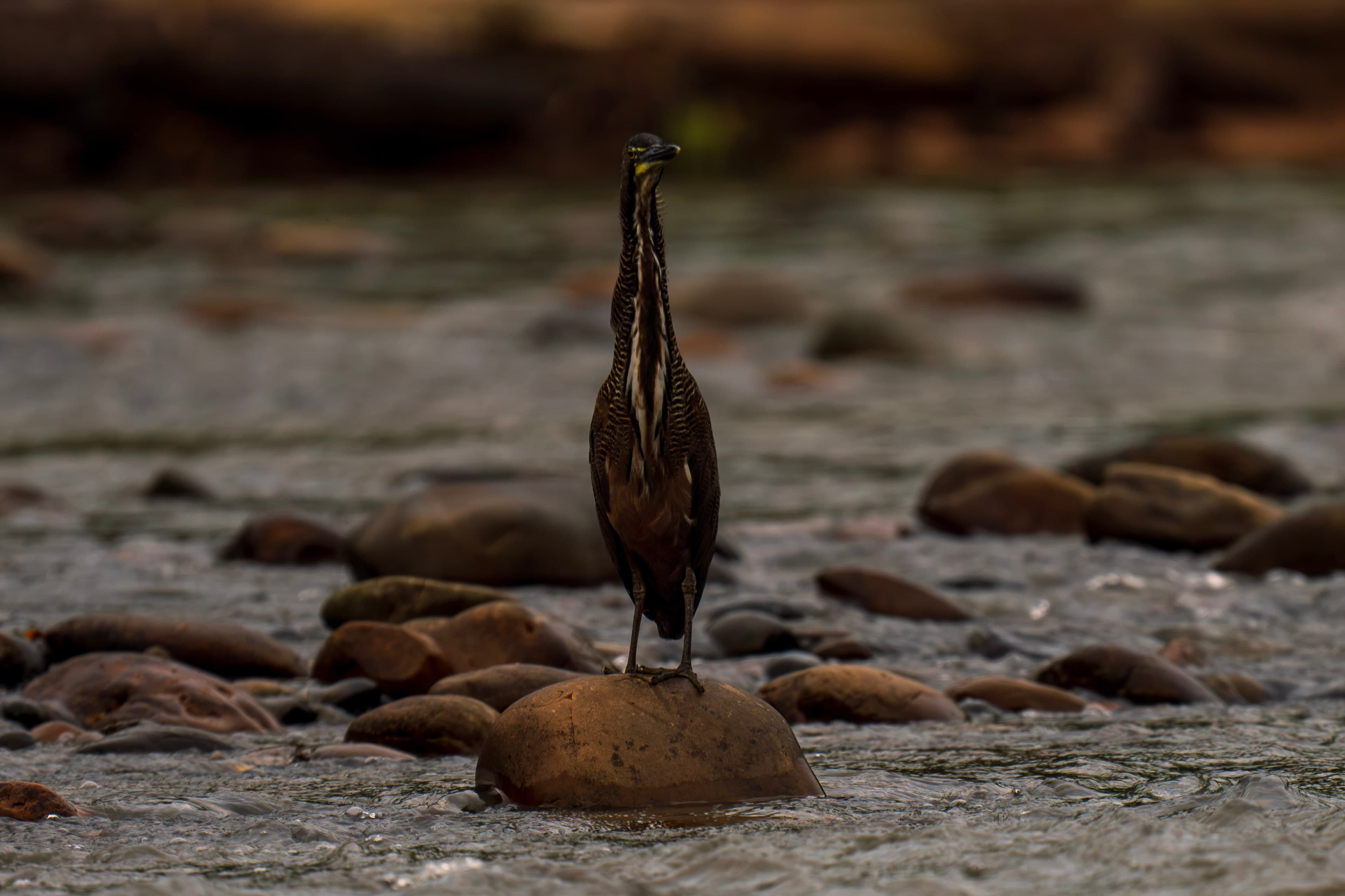 Tiger Heron, Stream