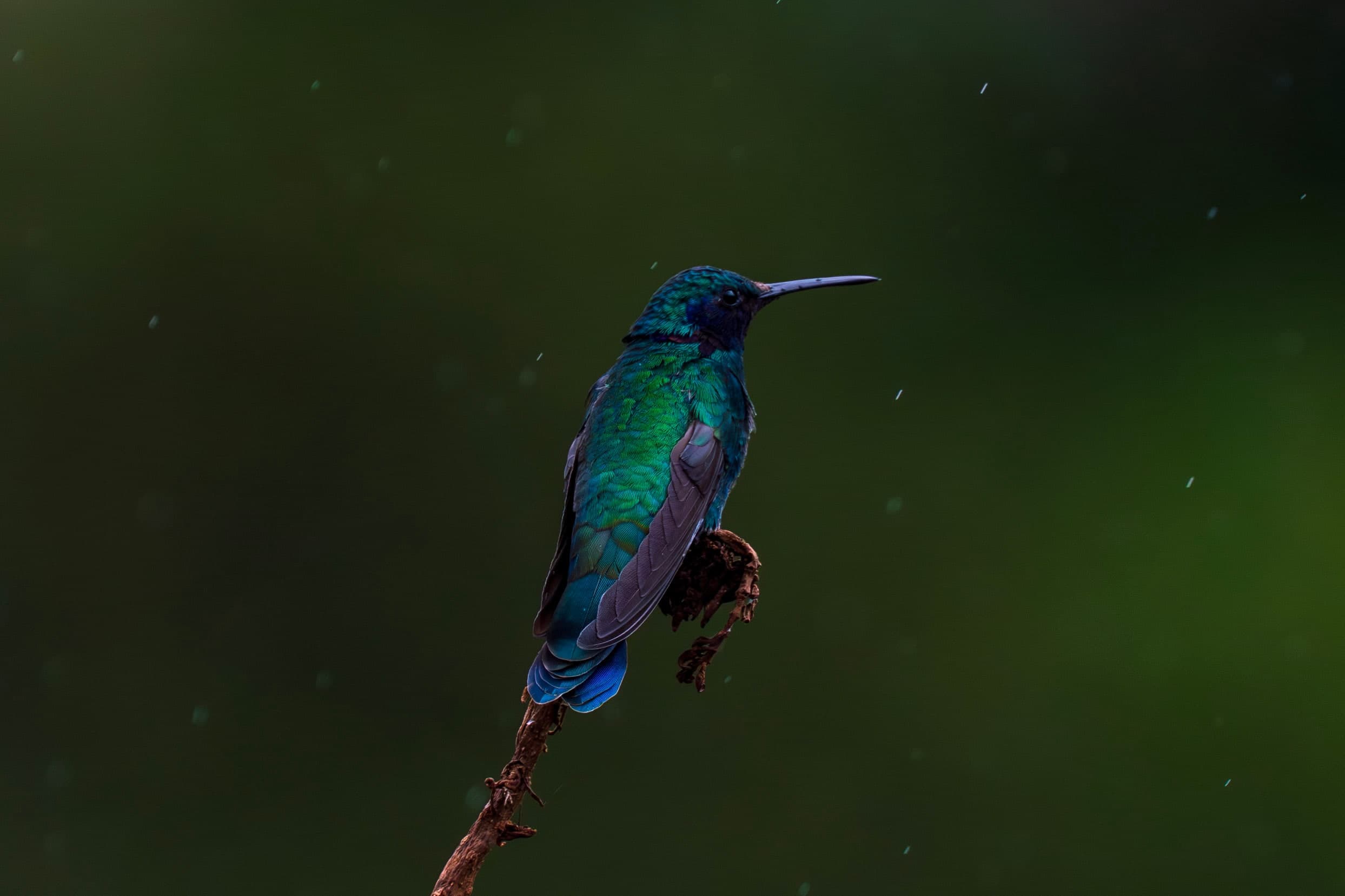 Hummingbird, Rain
