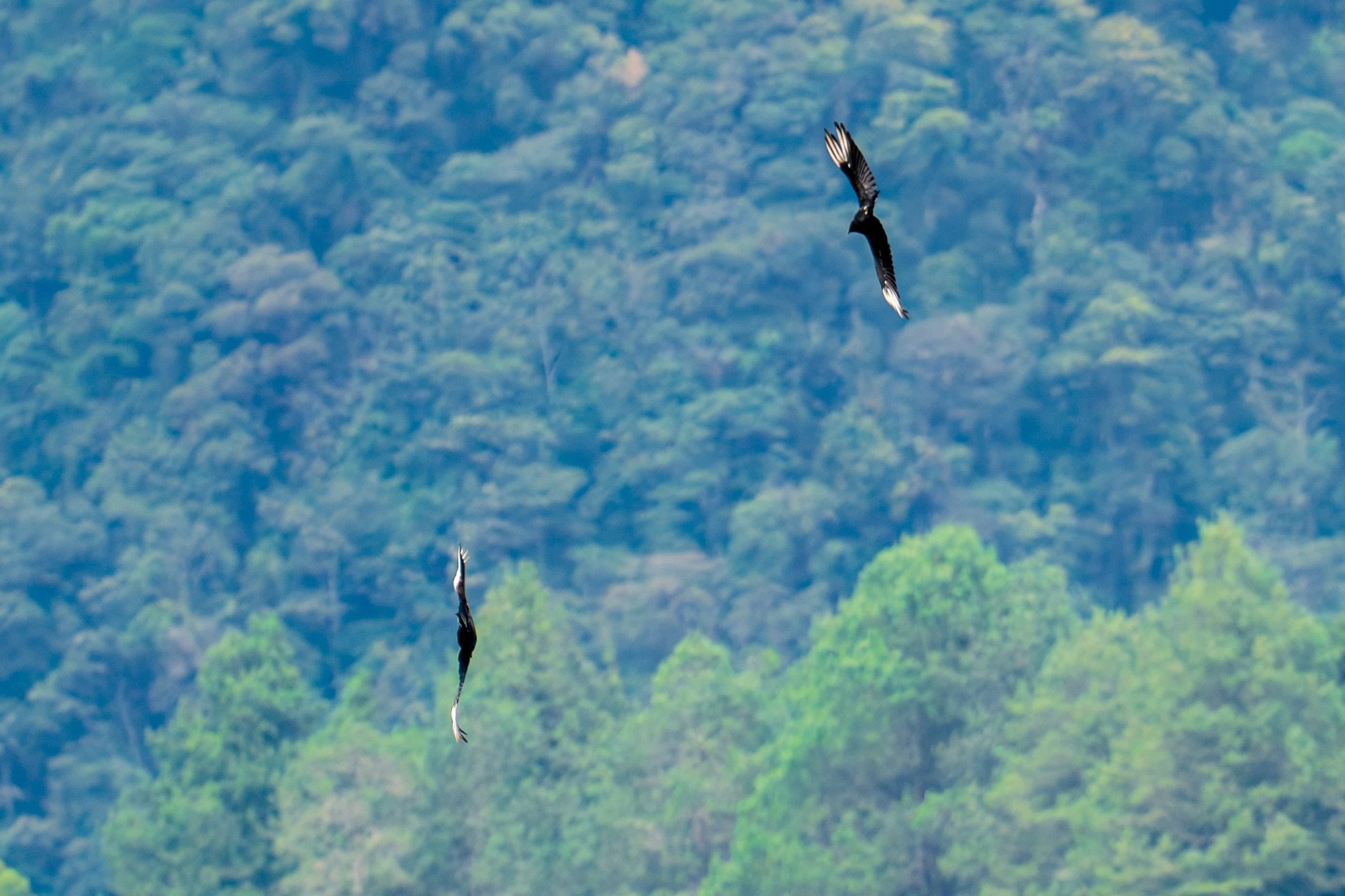 Vultures, Forested Slopes