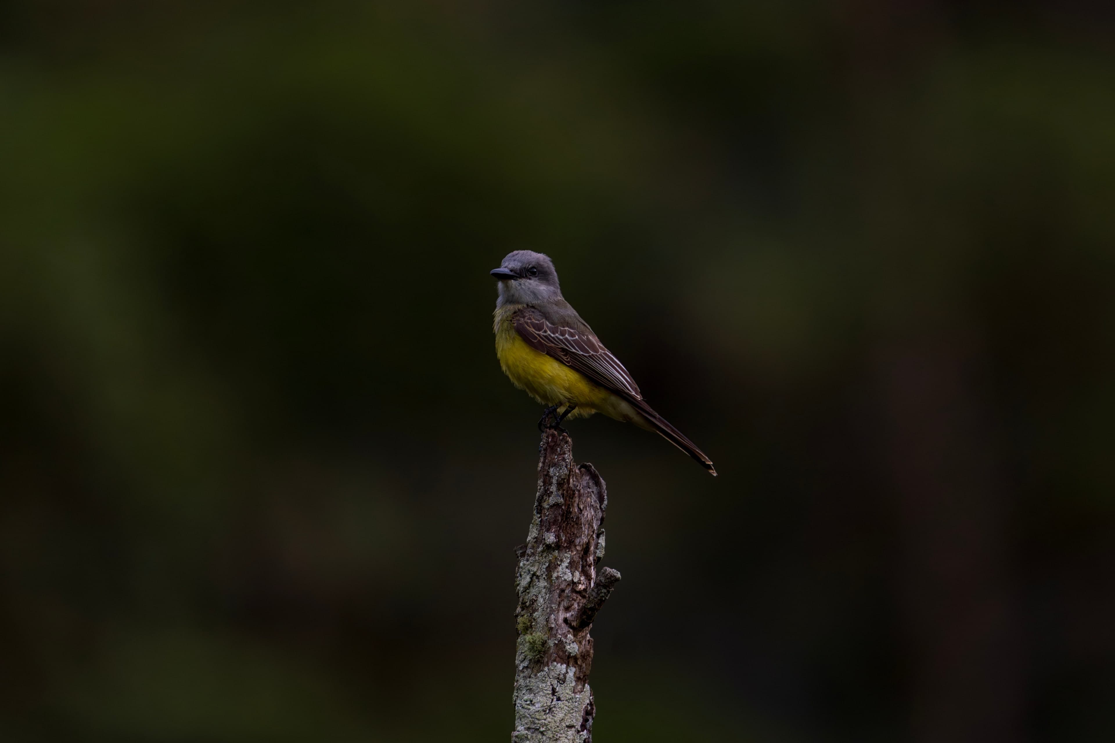 Tropical Kingbird, Dusk