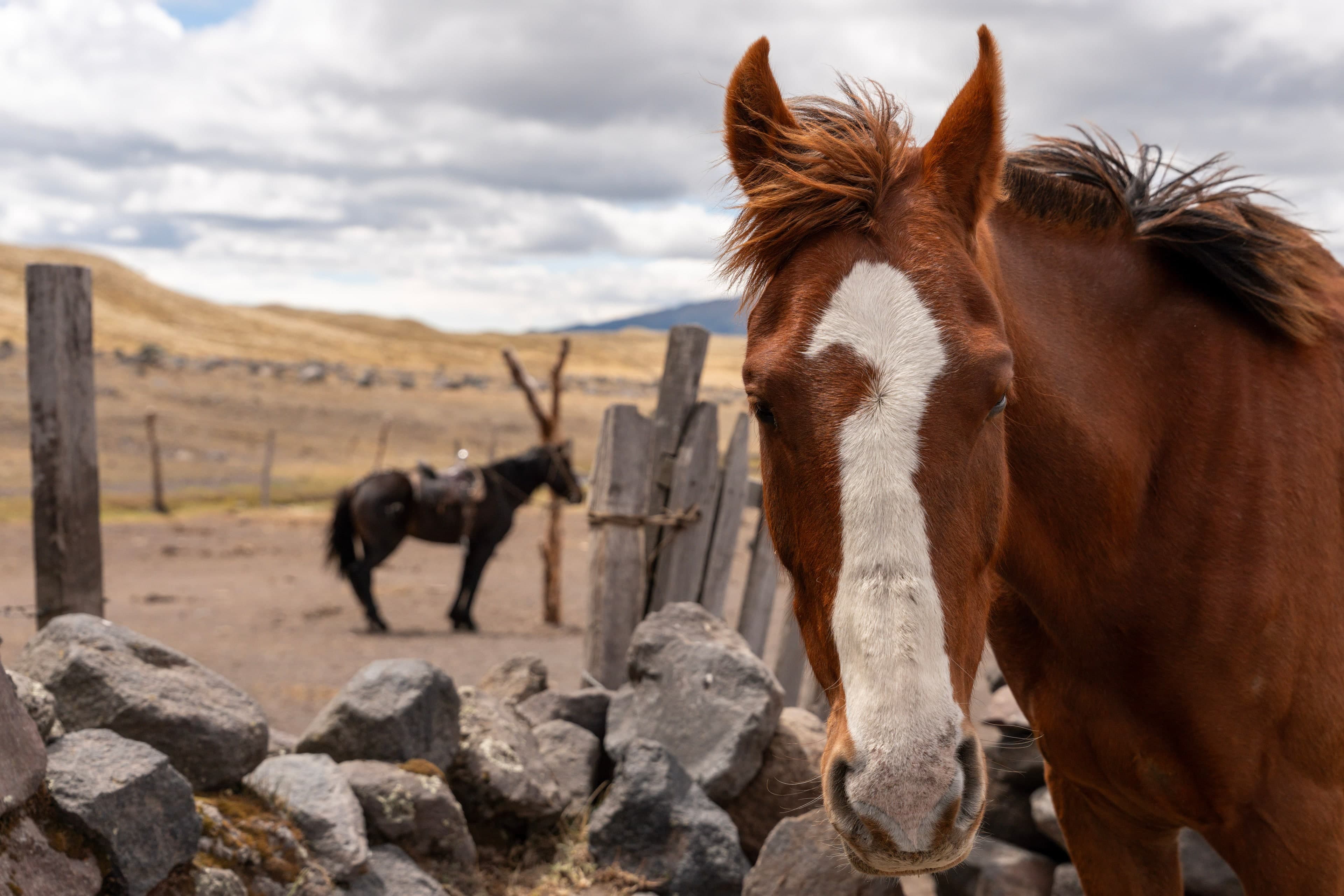 Chestnut Mare, Highlands