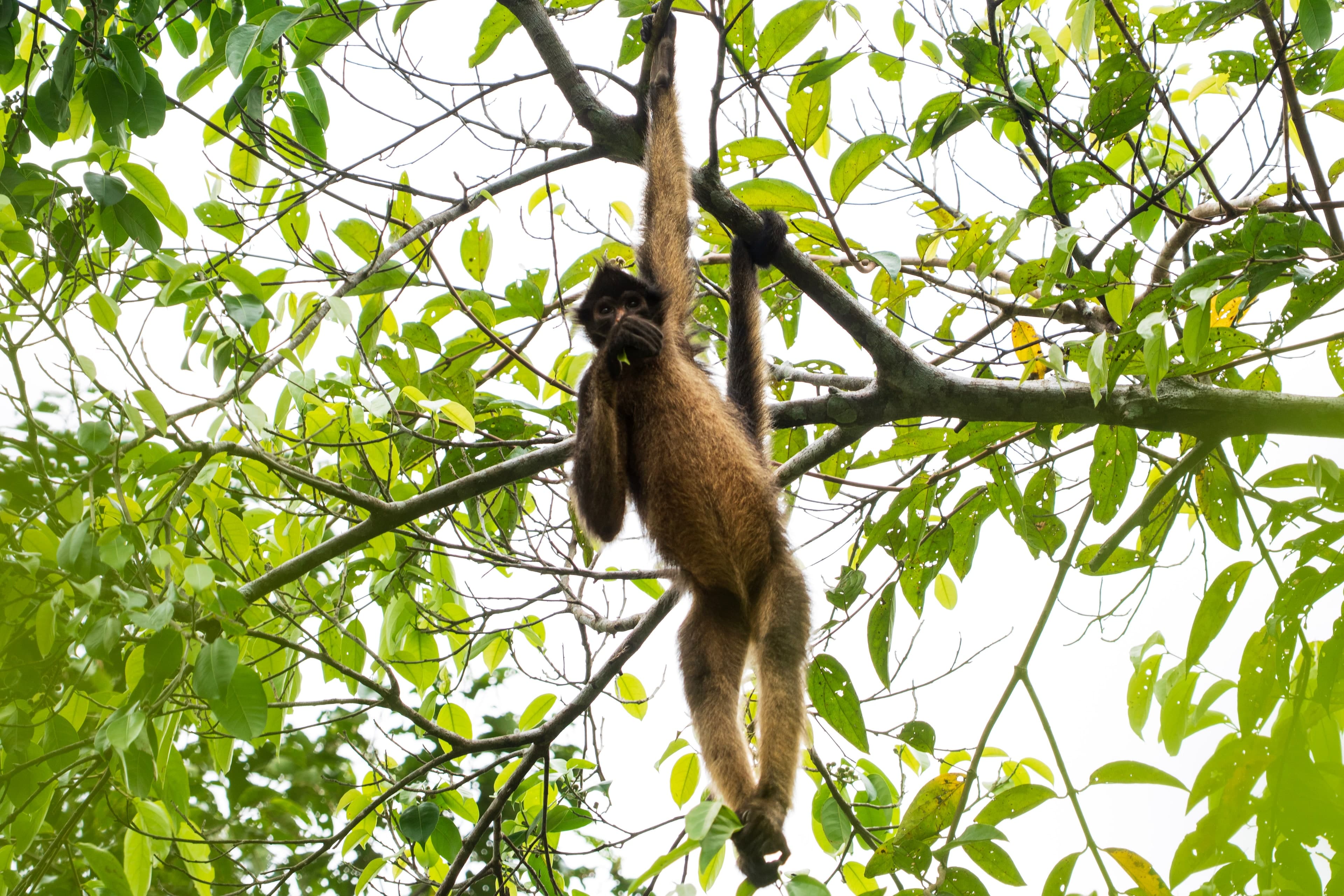 Spider Monkey, Canopy