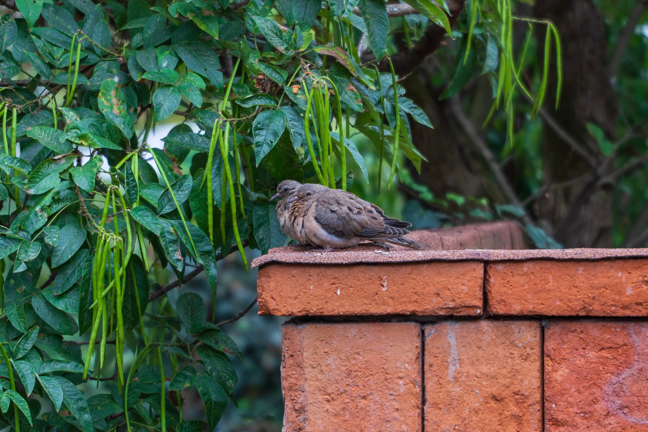 Dove, Garden Wall