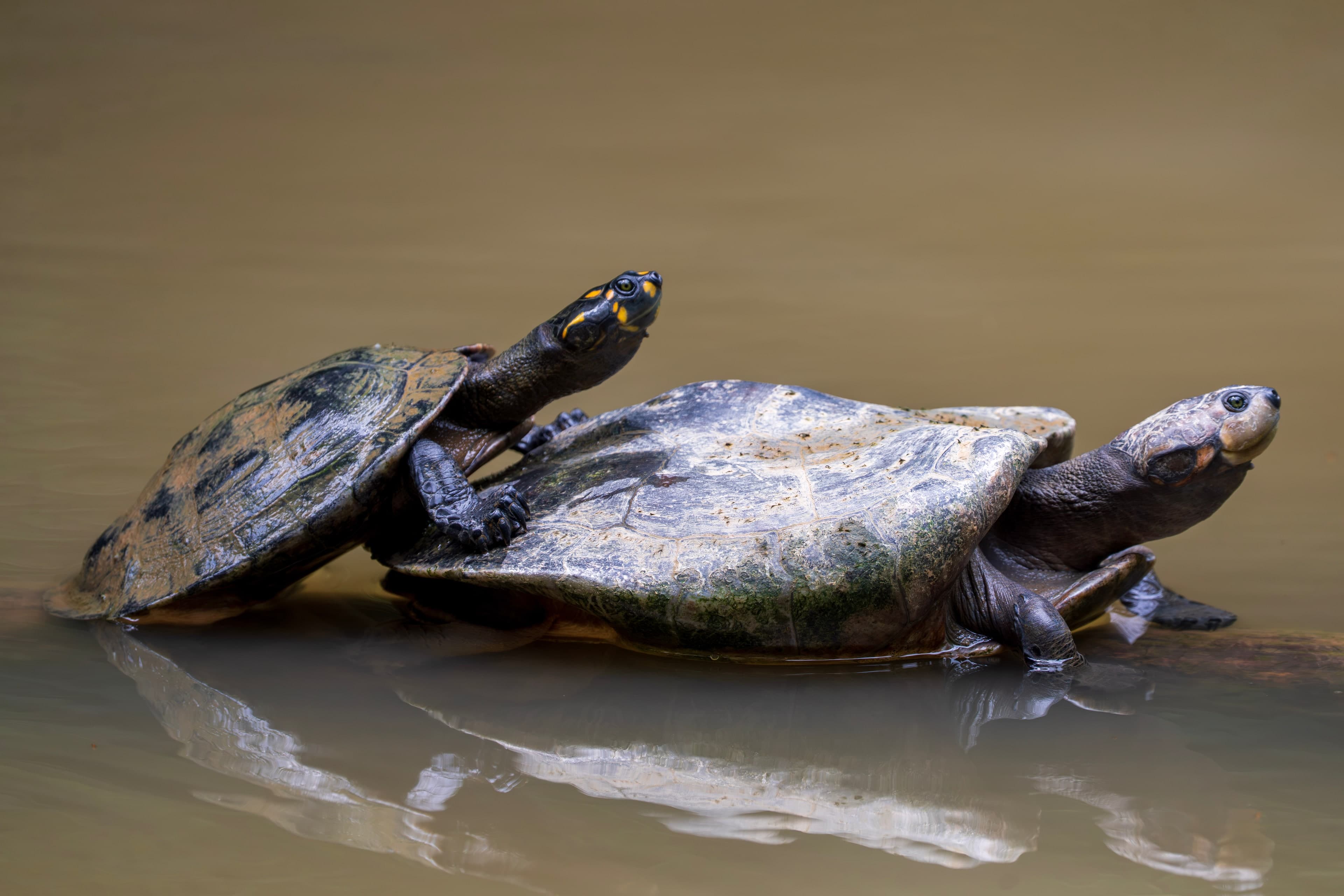 Turtles, Still Water