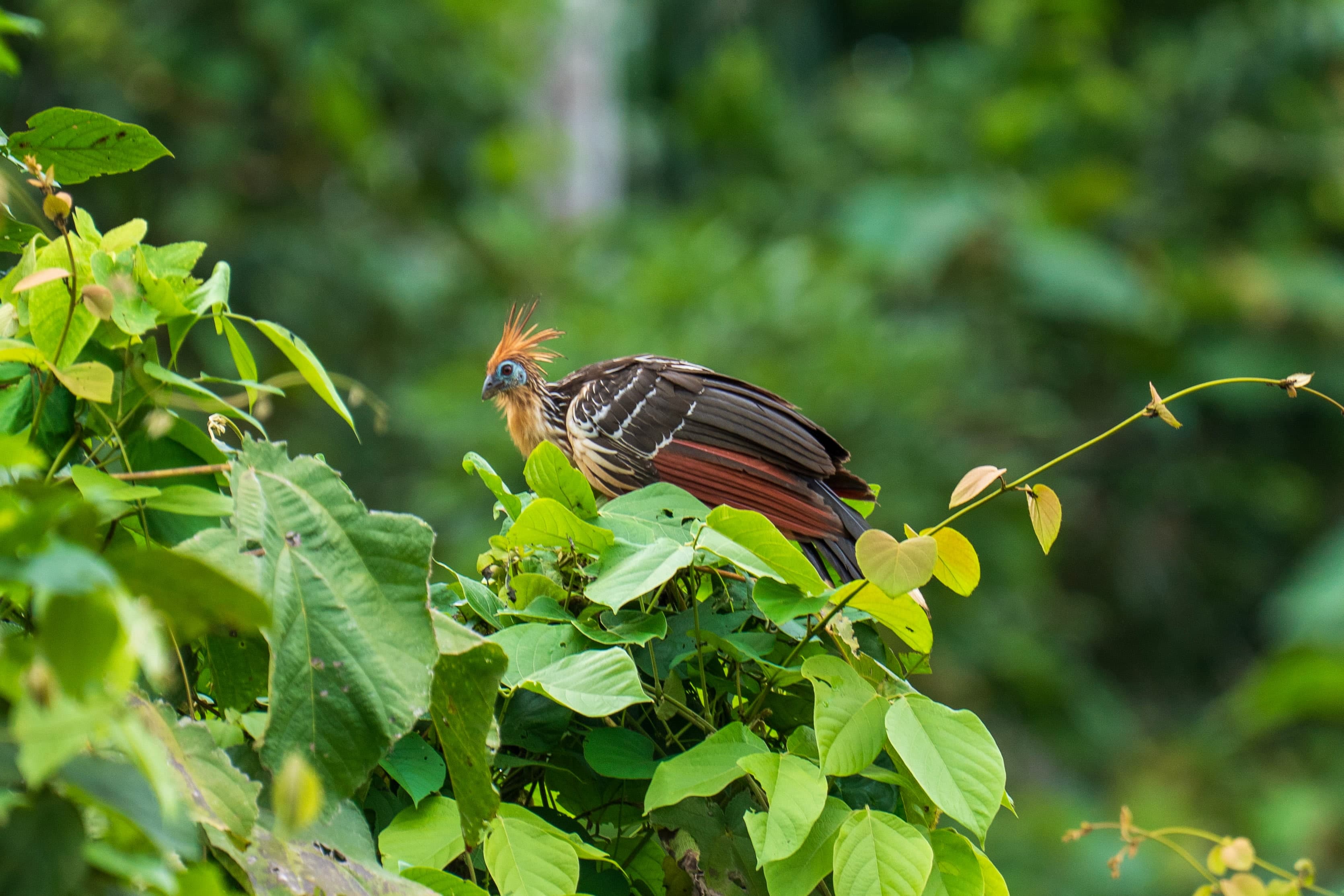 Hoatzin, Amazon Canopy