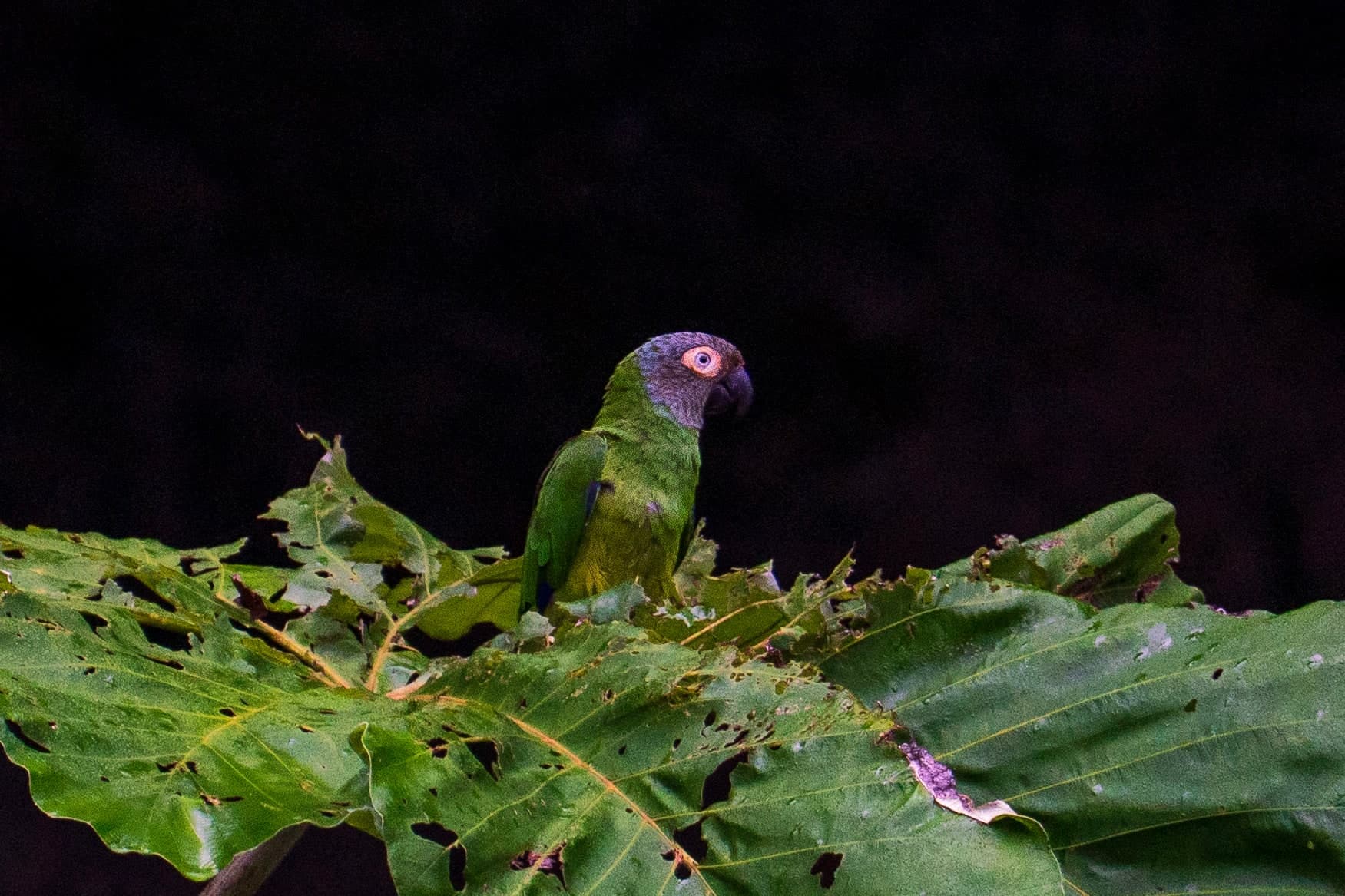 Dusky Parrot, Nightfall