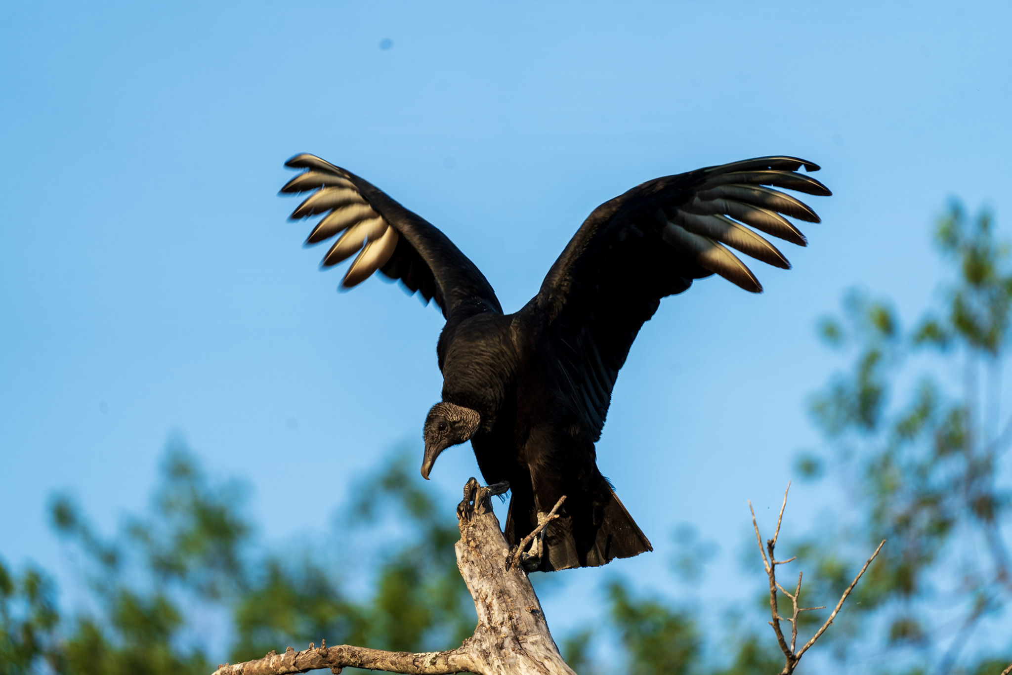 Black Vulture, Landing