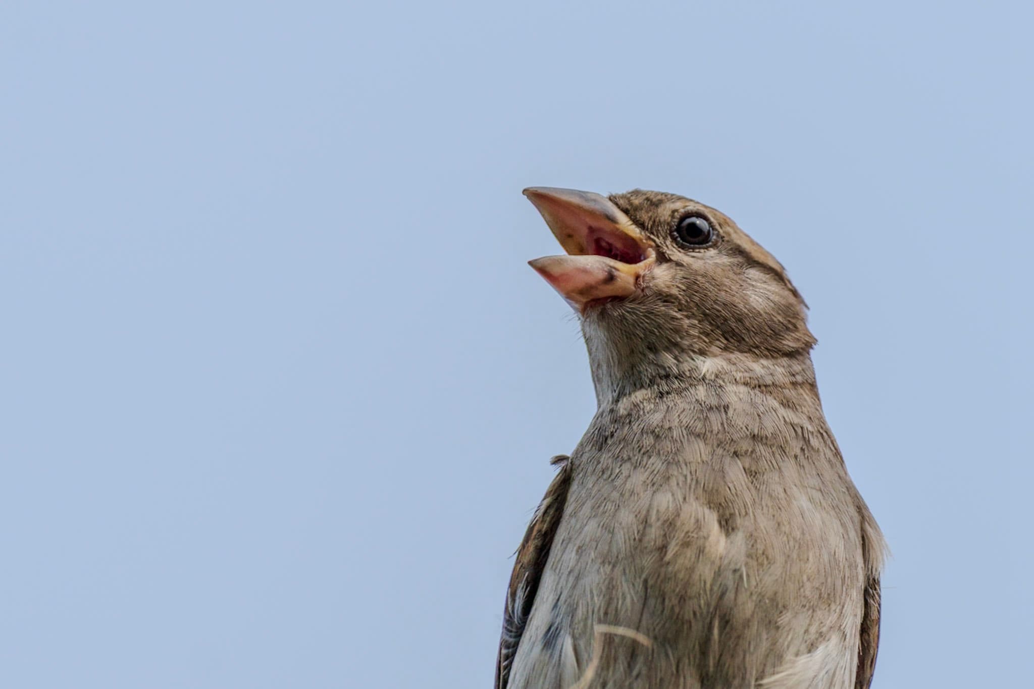 Sparrow, Singing Sky
