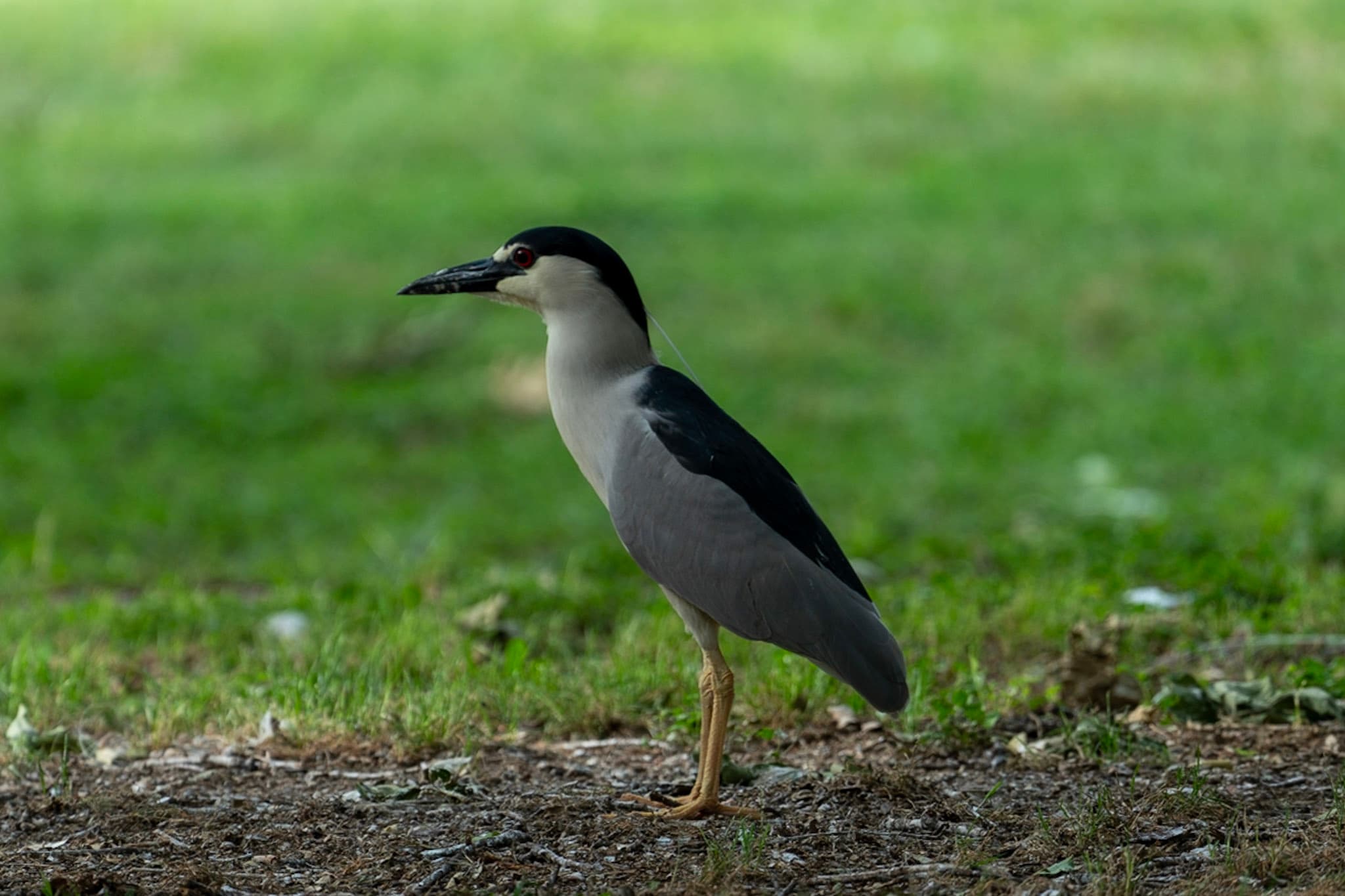 Night Heron, Waiting