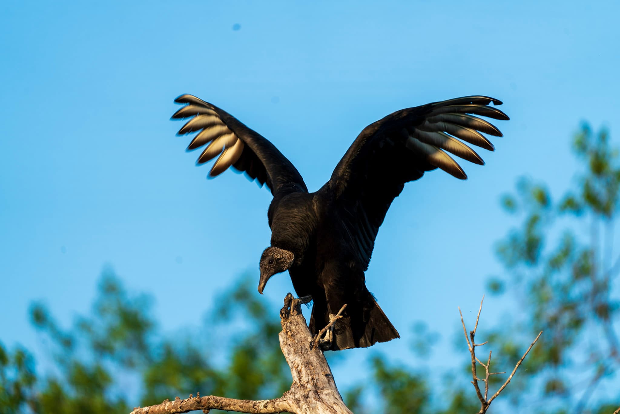 Black Vulture, Landing