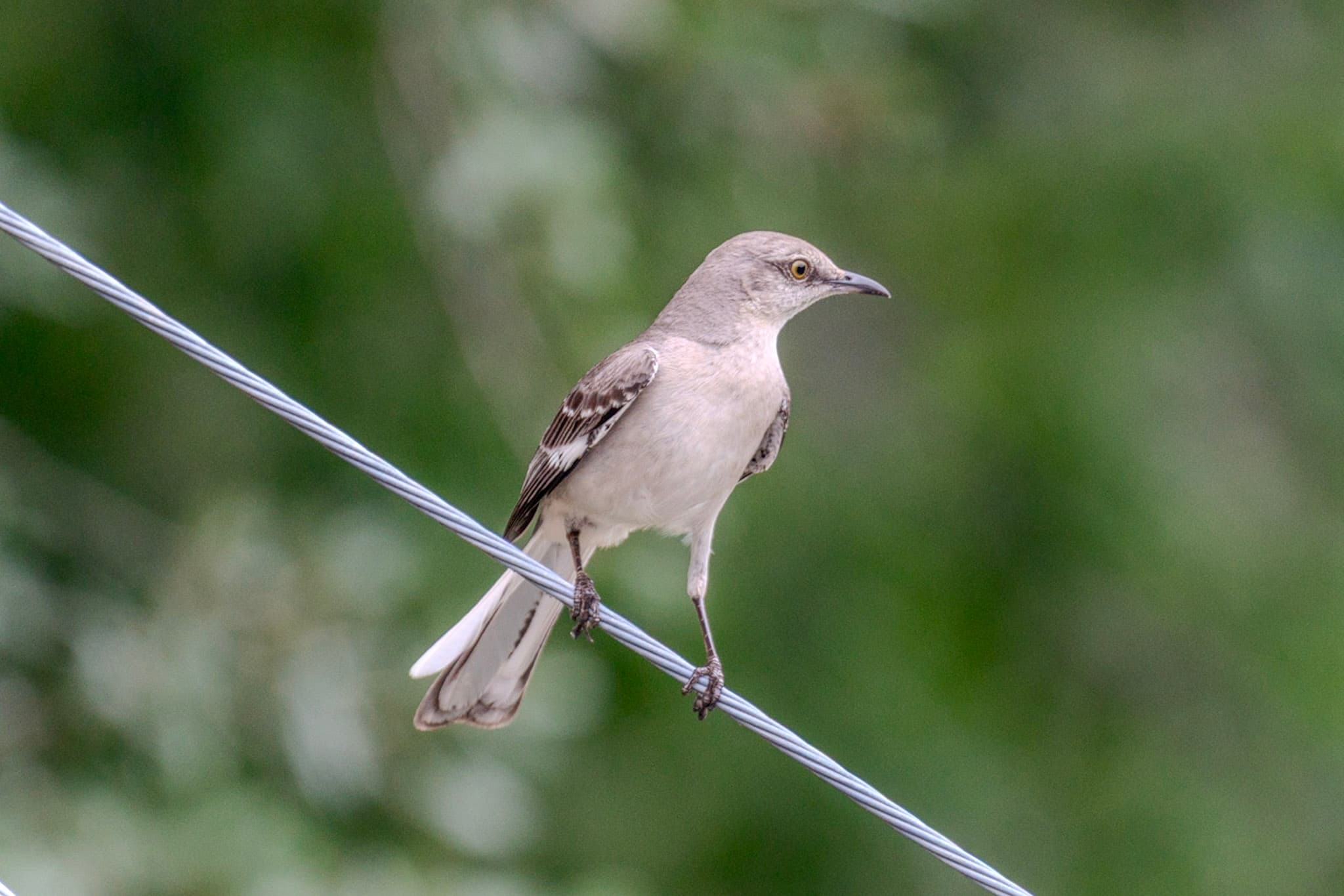 Mockingbird, Wire