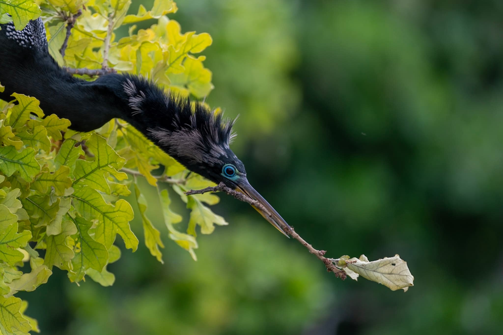 Anahinga, Nesting Branch