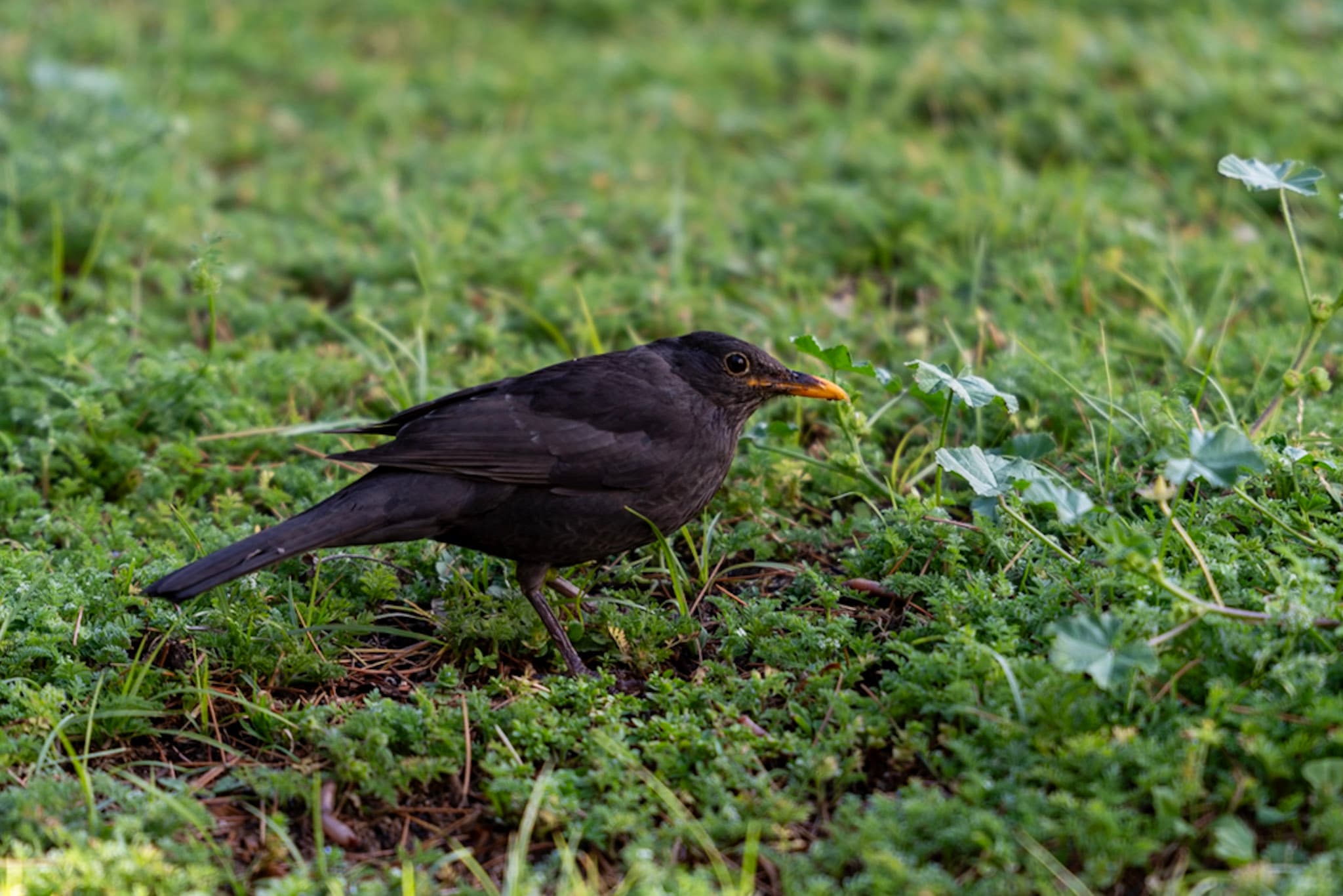 Blackbird, Foraging