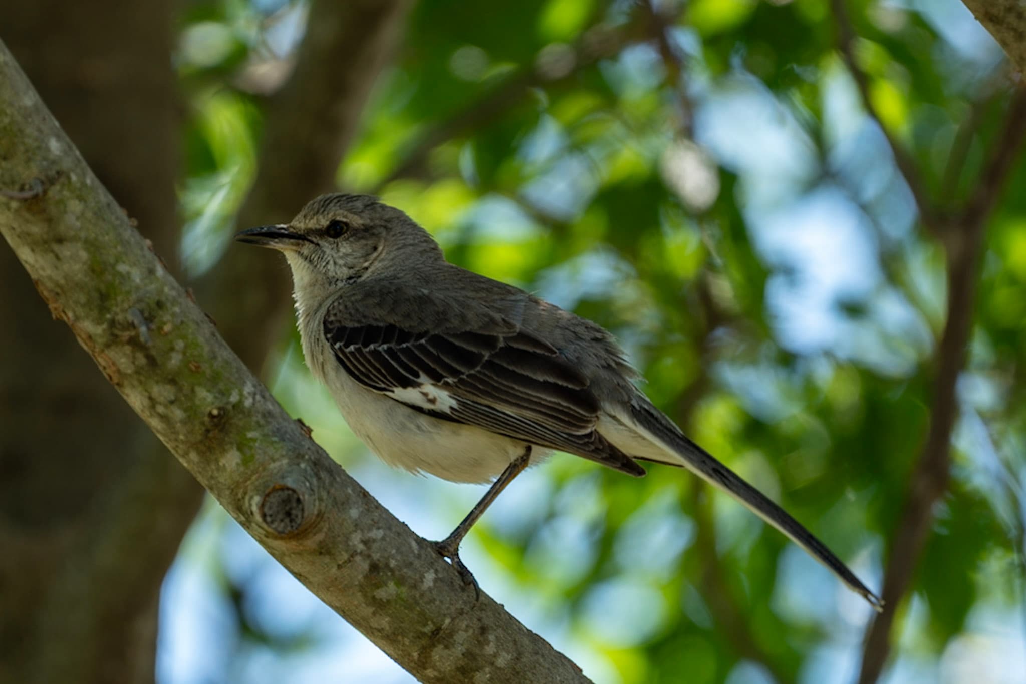 Mockingbird, Dappled Shade