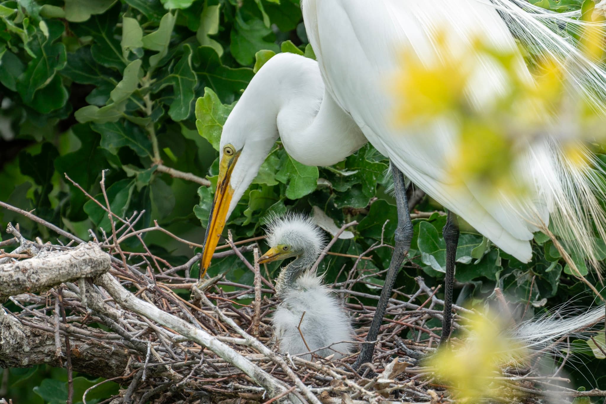 Egret, Tender Watch