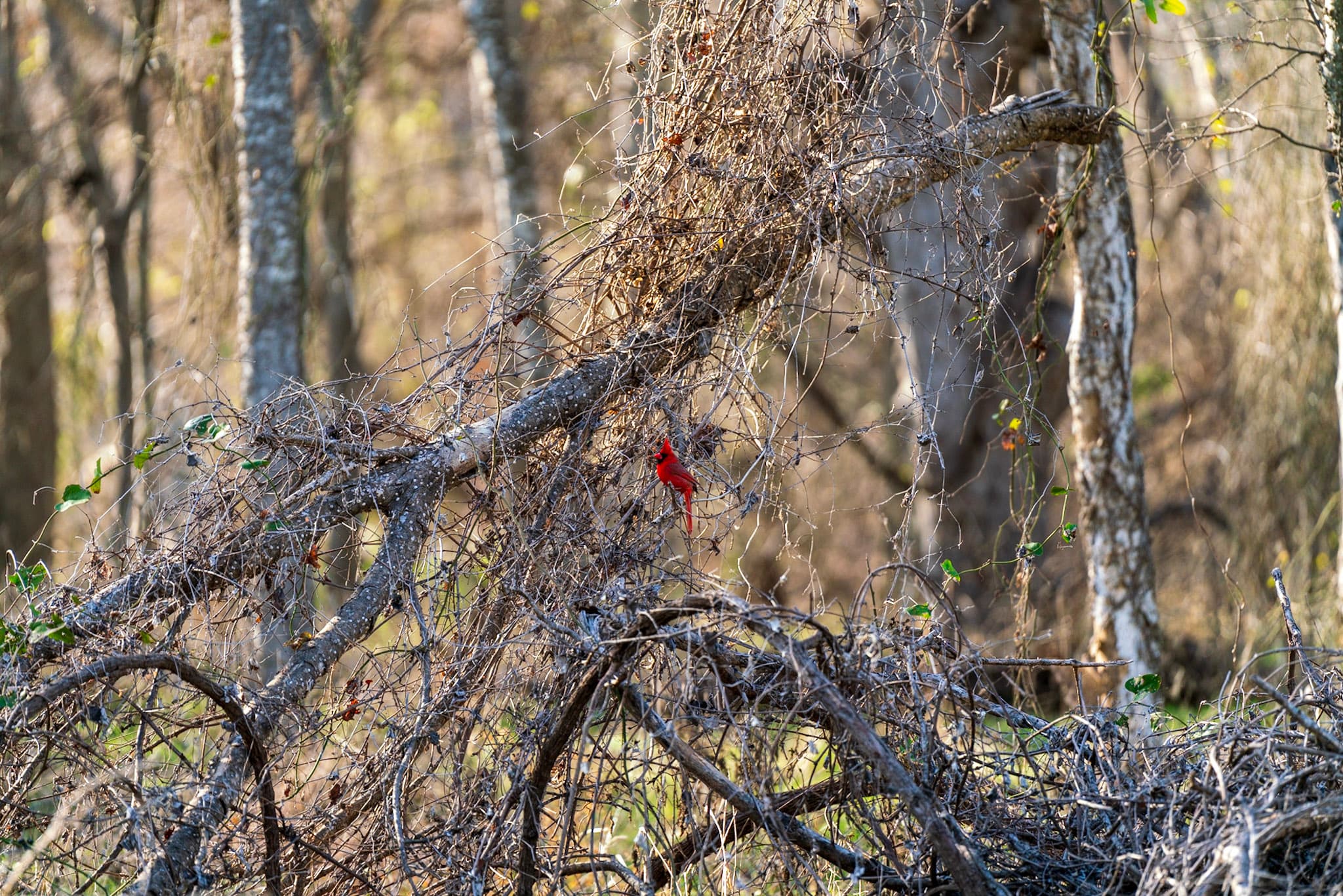 Cardinal, Winter Thicket