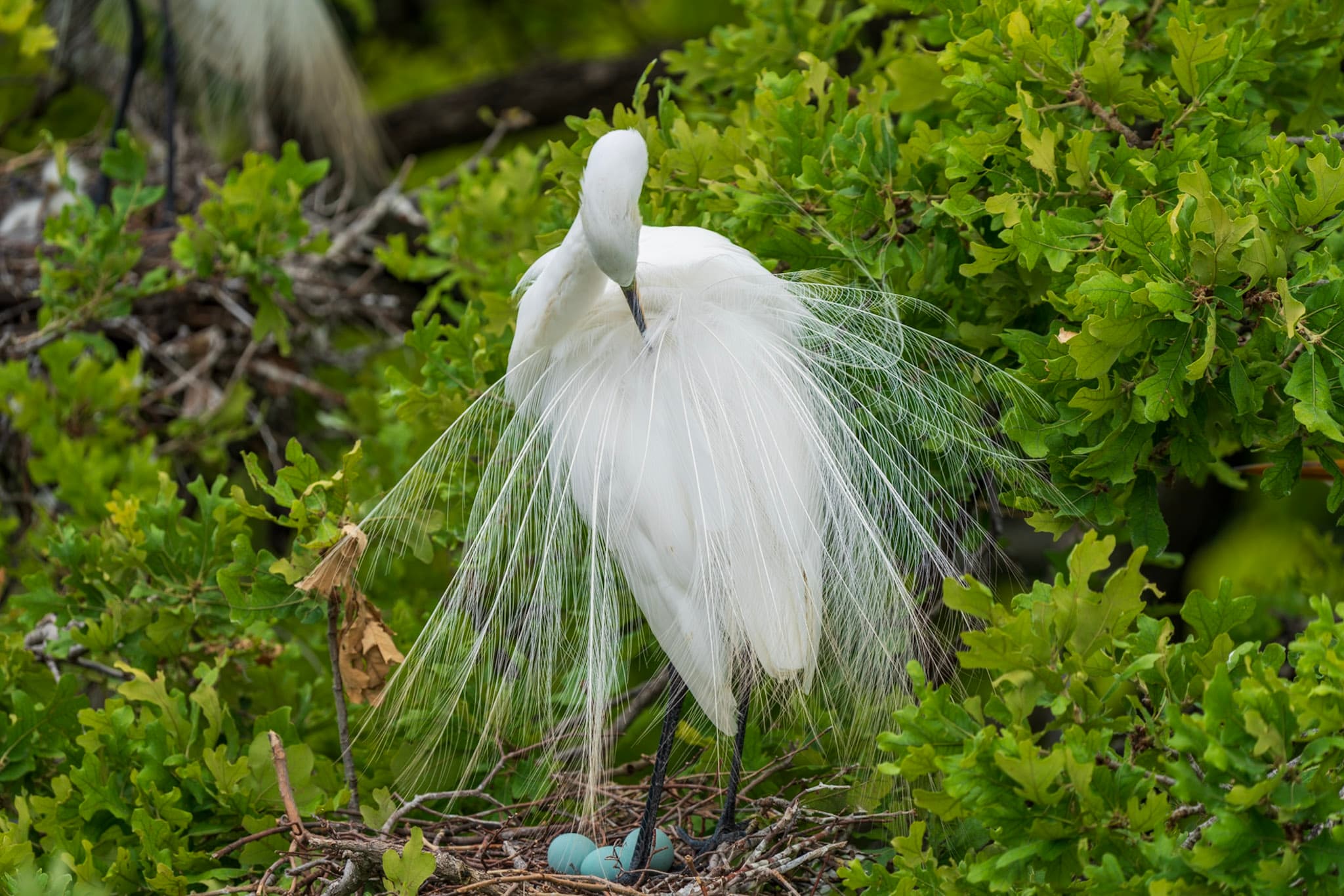 Great Egret, Nesting