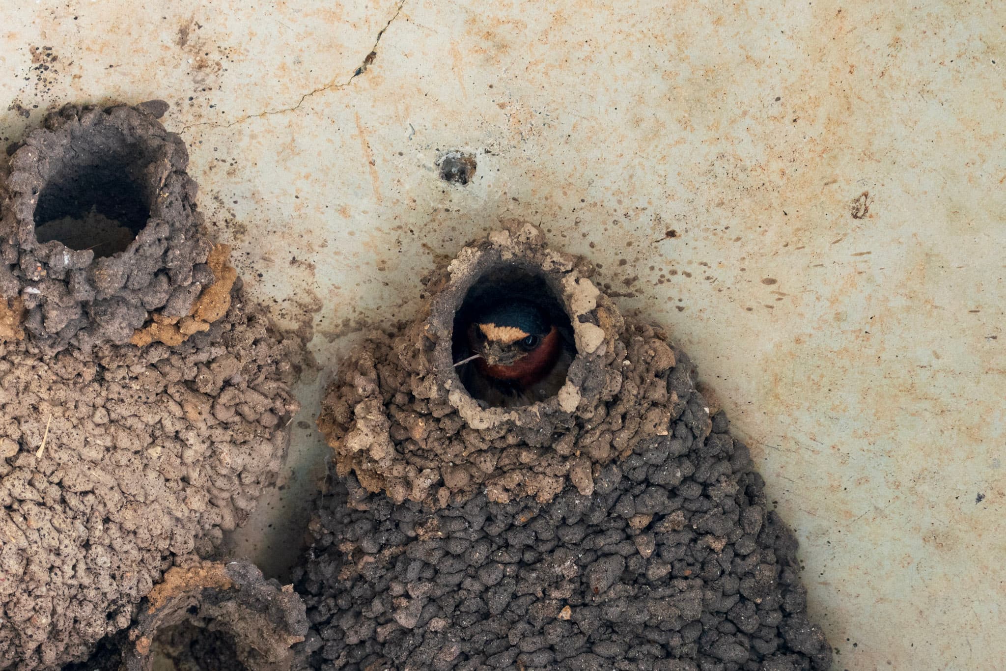 Swallow, Mud Nest