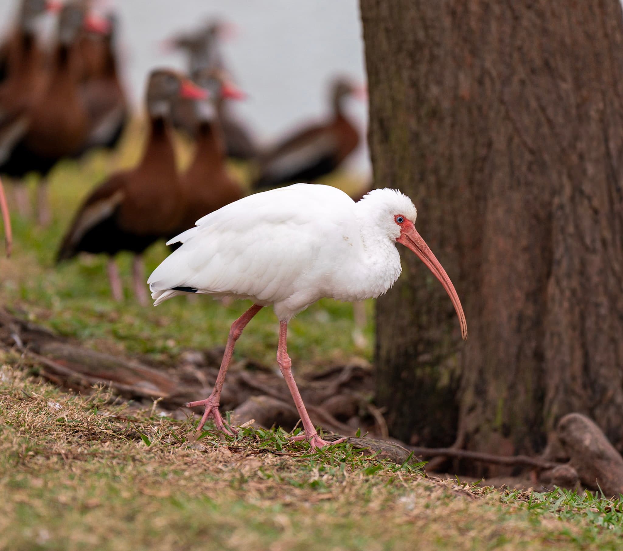 White Ibis, Foraging