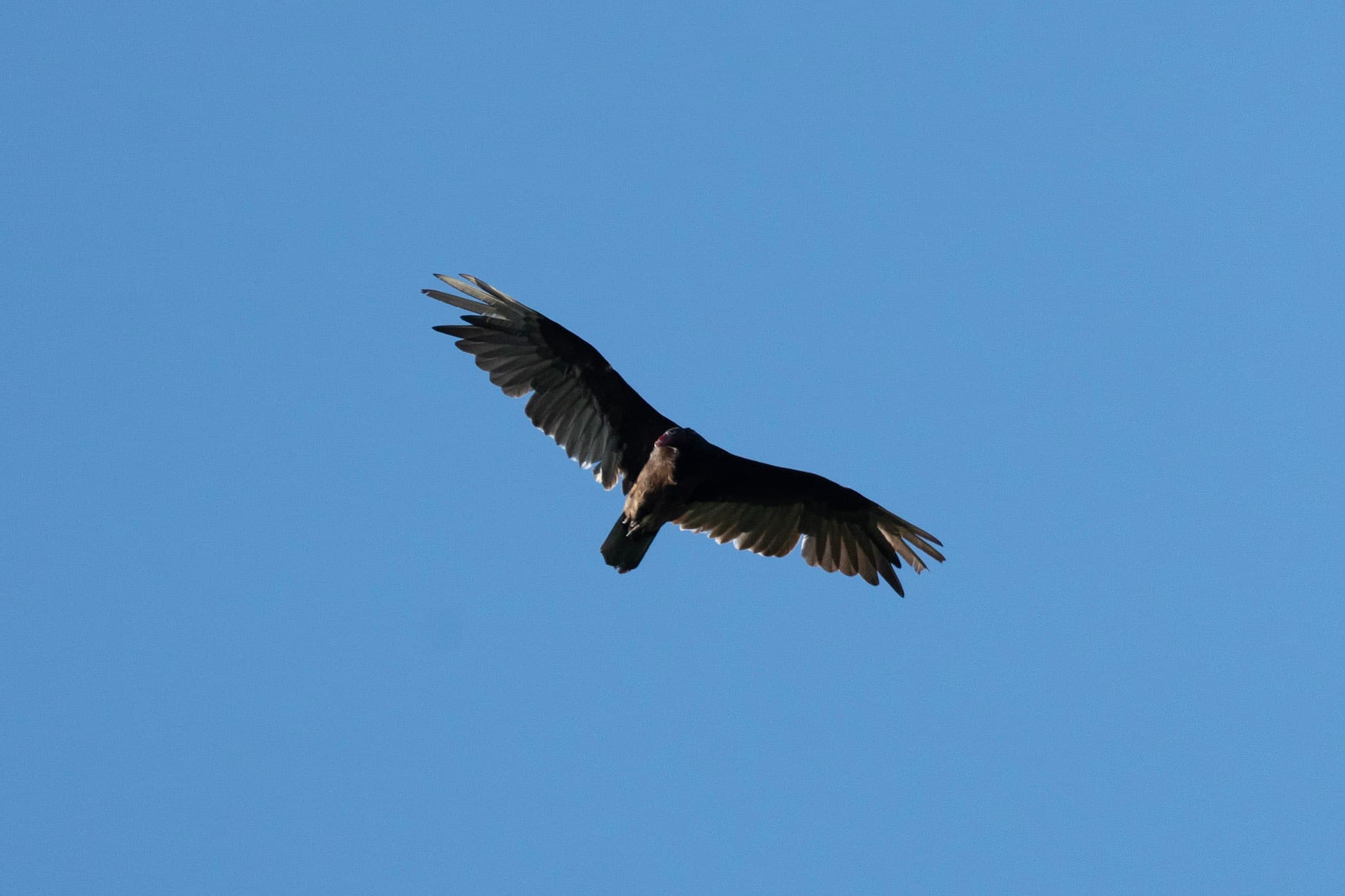 Turkey Vulture, Soaring