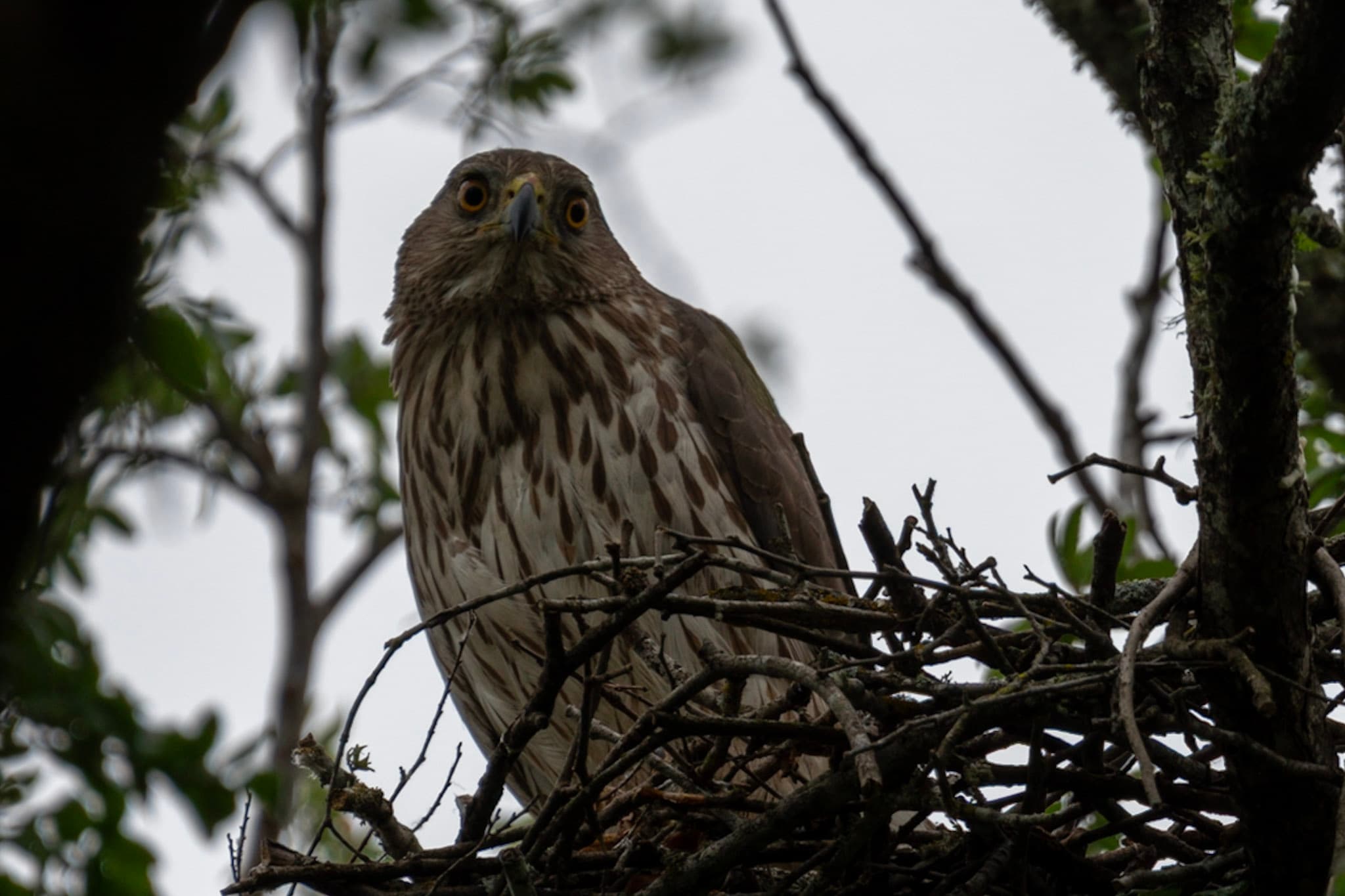 Goshawk, Nest Watch