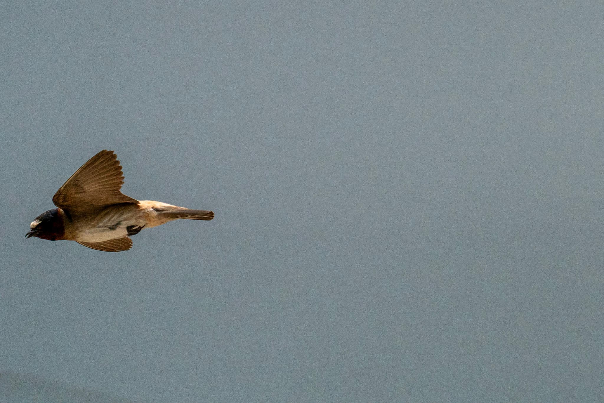 Cliff Swallow, Drift