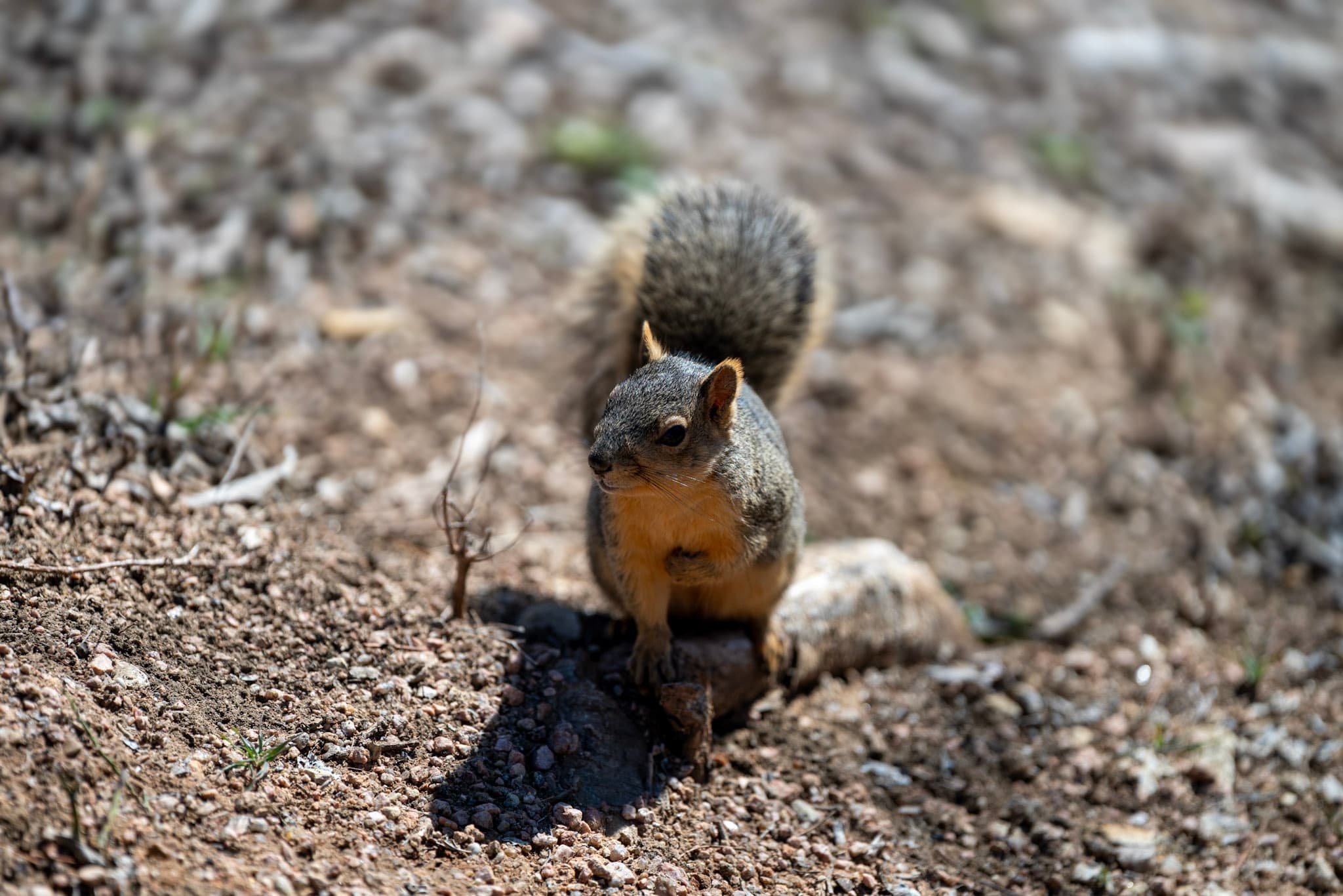 Fox Squirrel, Sunlit