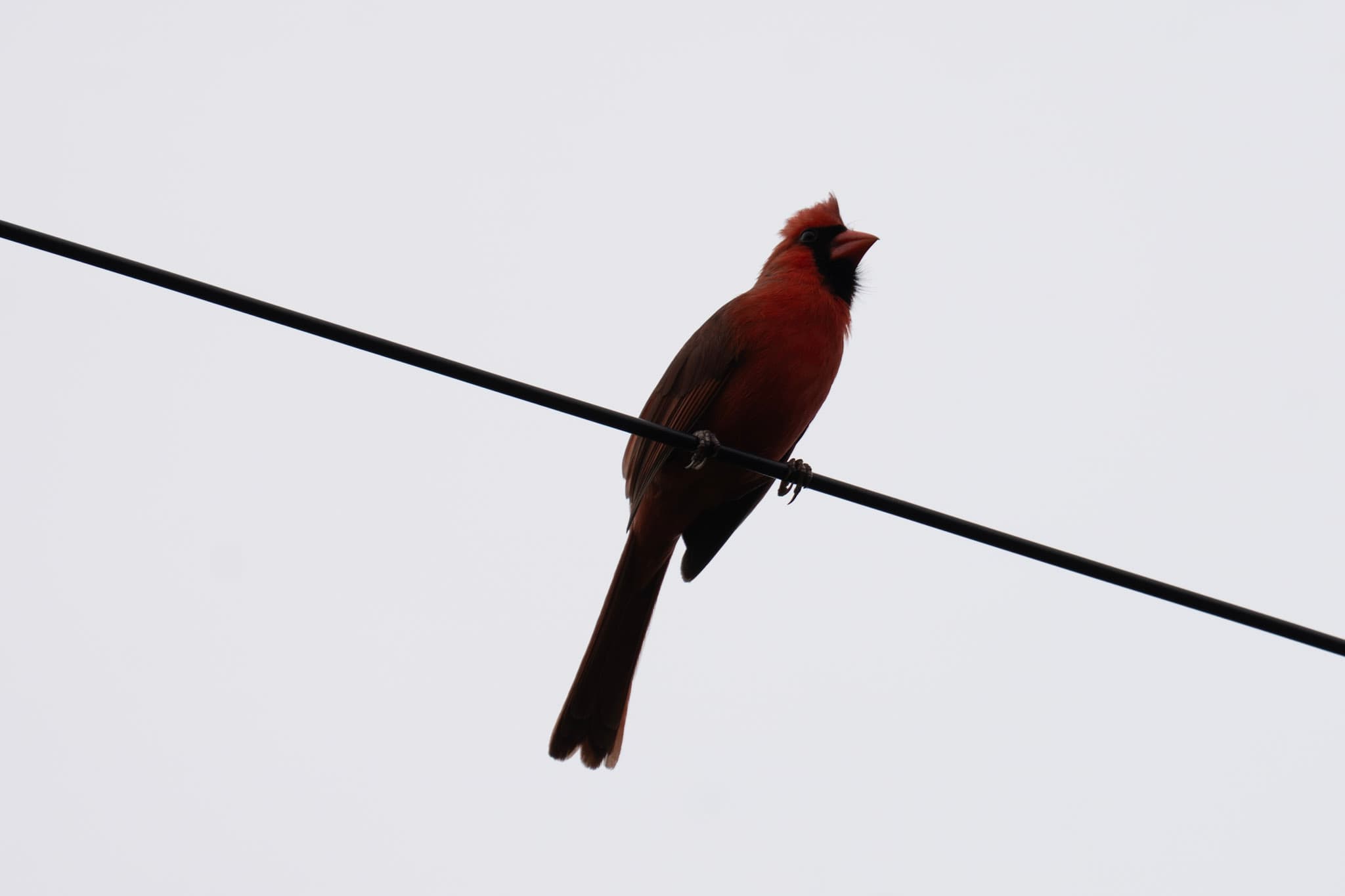 Cardinal, Overcast Wire