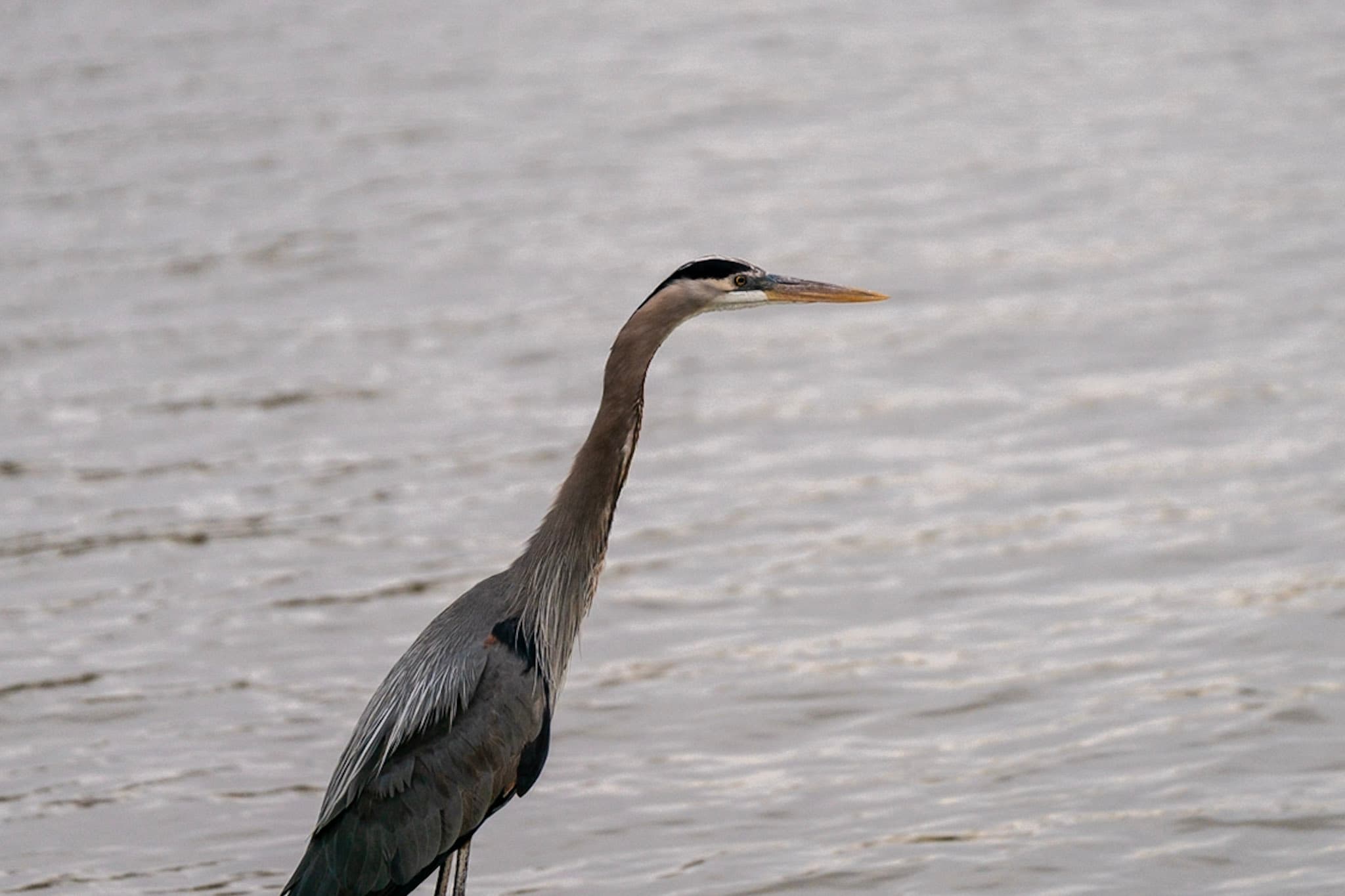 Great Blue Heron