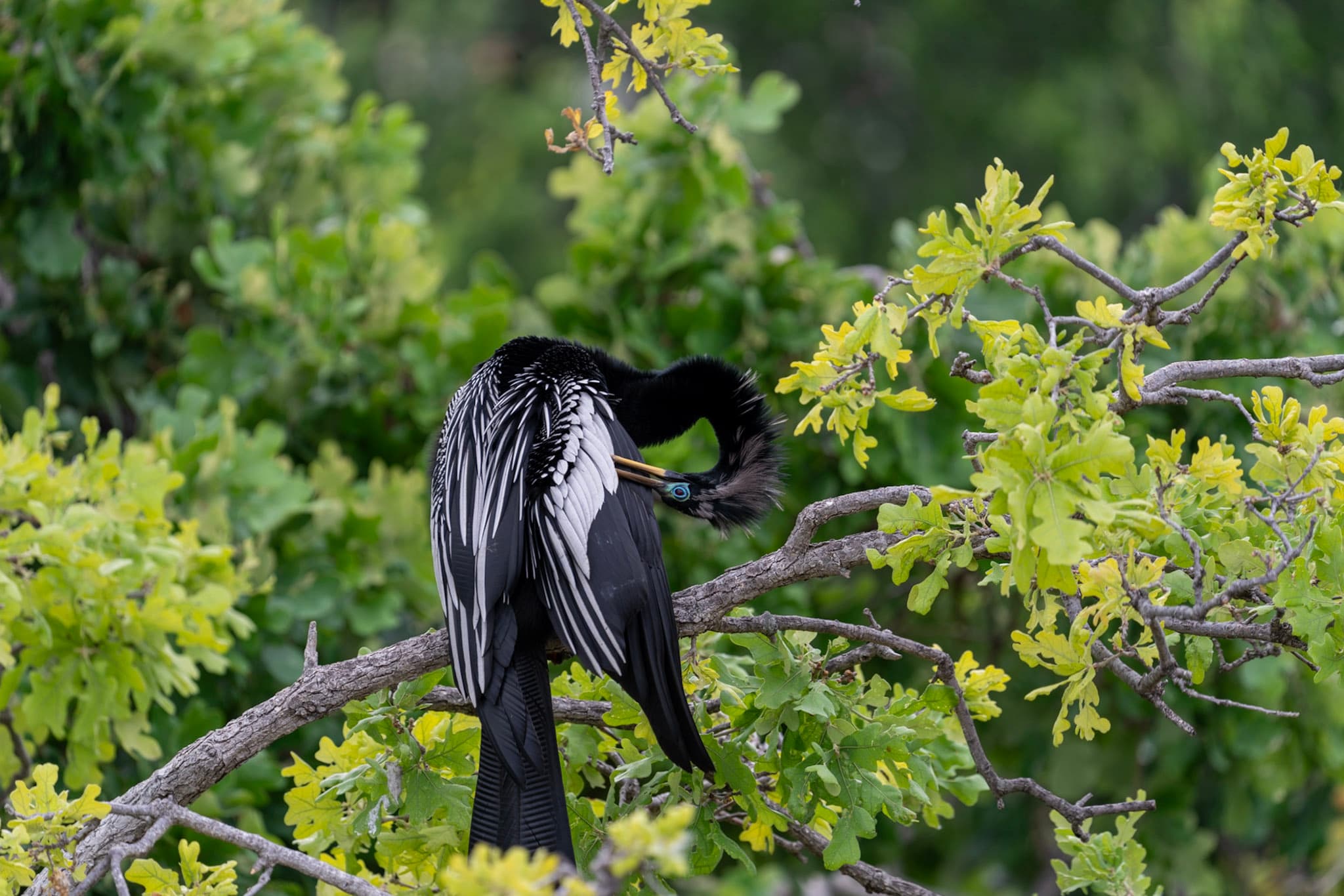 Anhinga, Preening