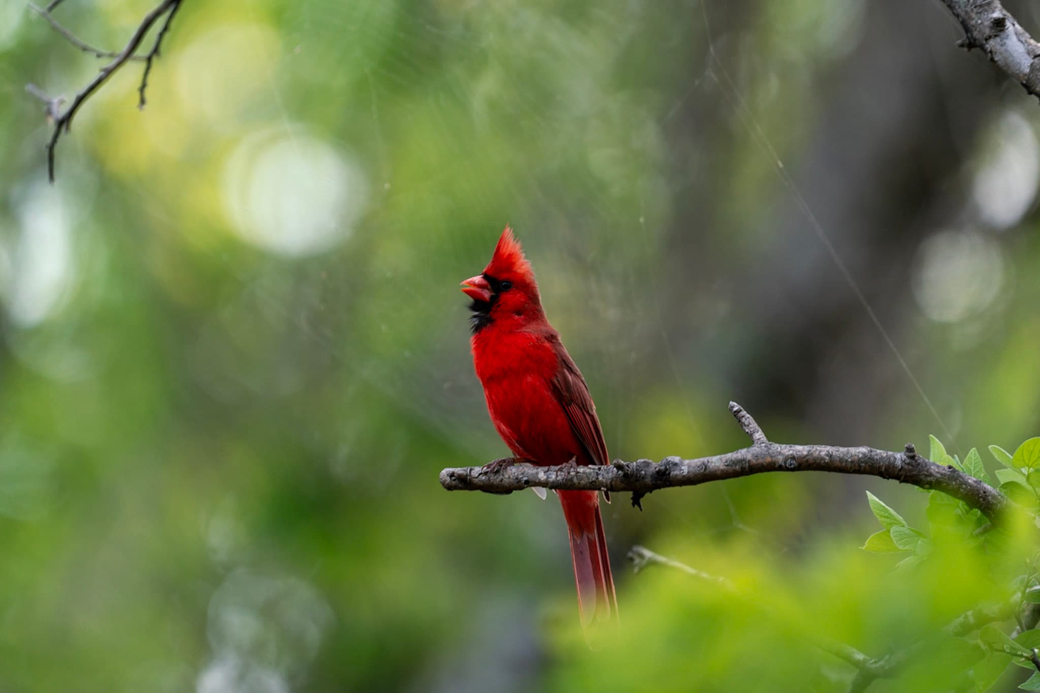 Cardinal, Spider Silk
