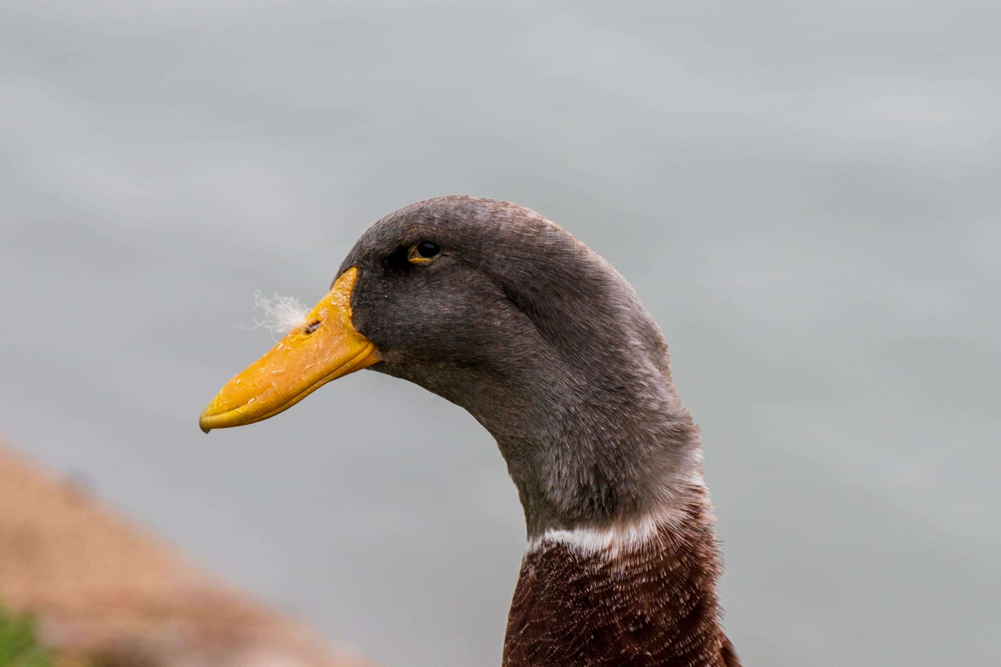 Duck, Portrait