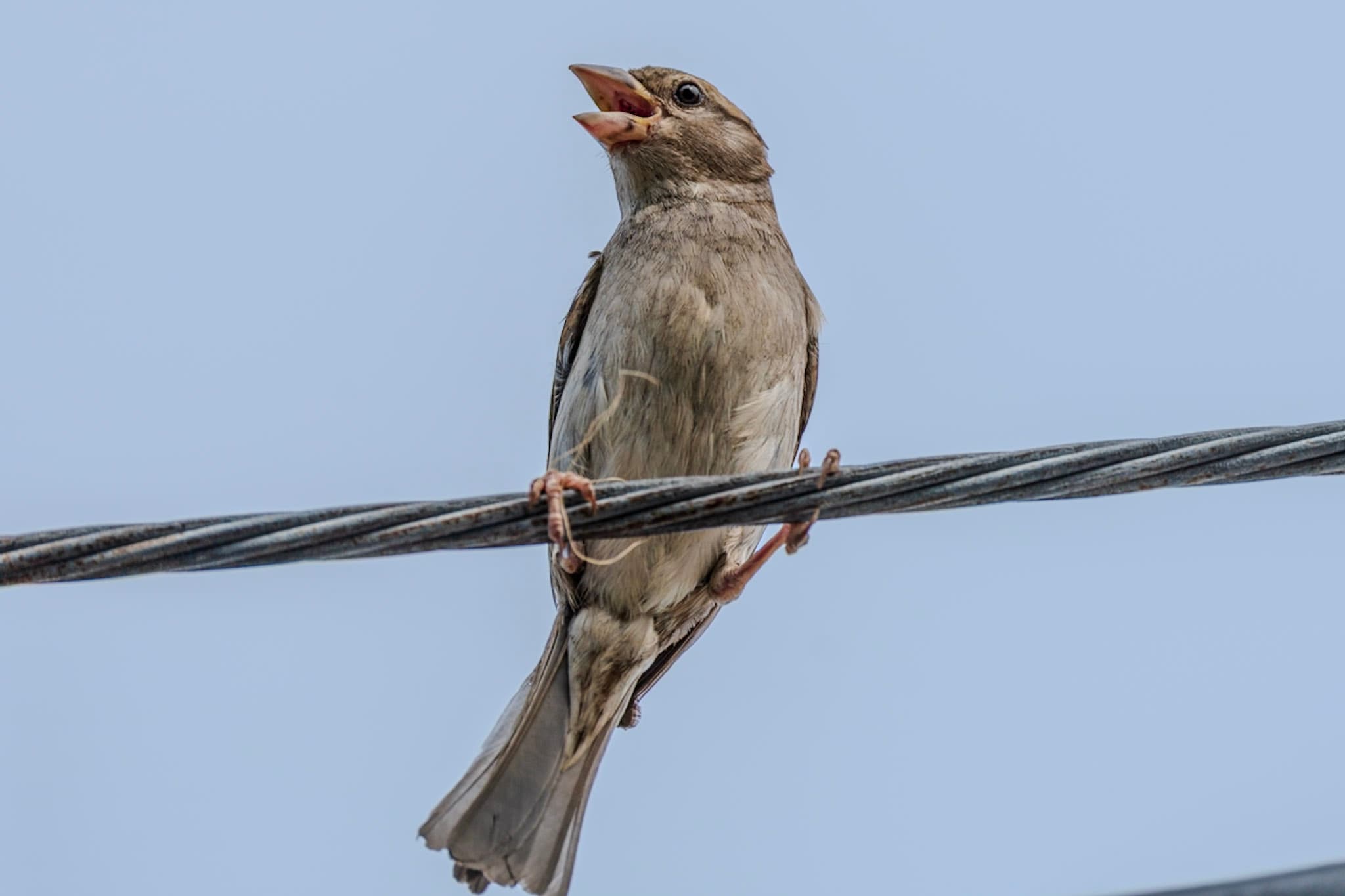 Sparrow, Singing Wire