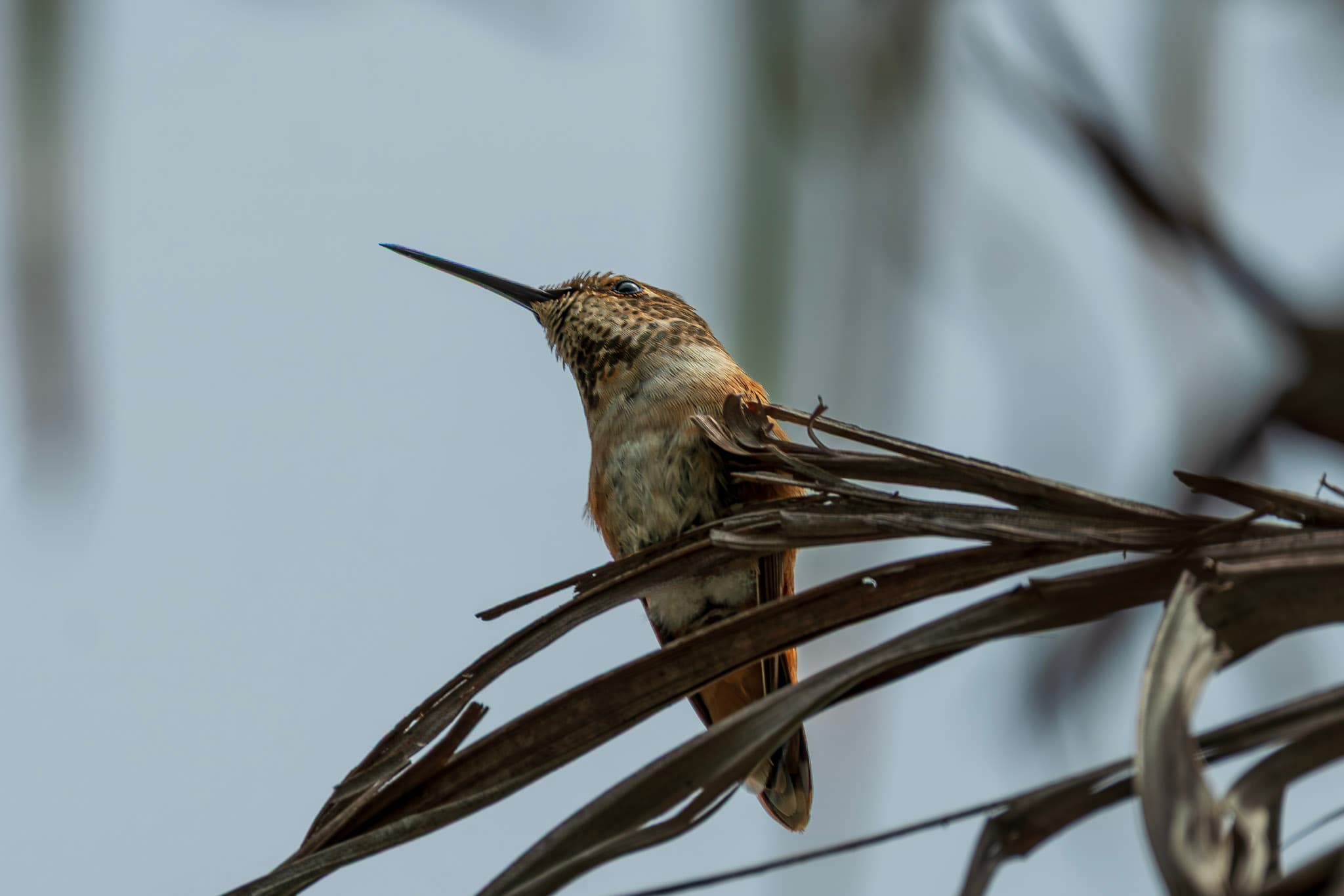 Hummingbird, Upturned Bill