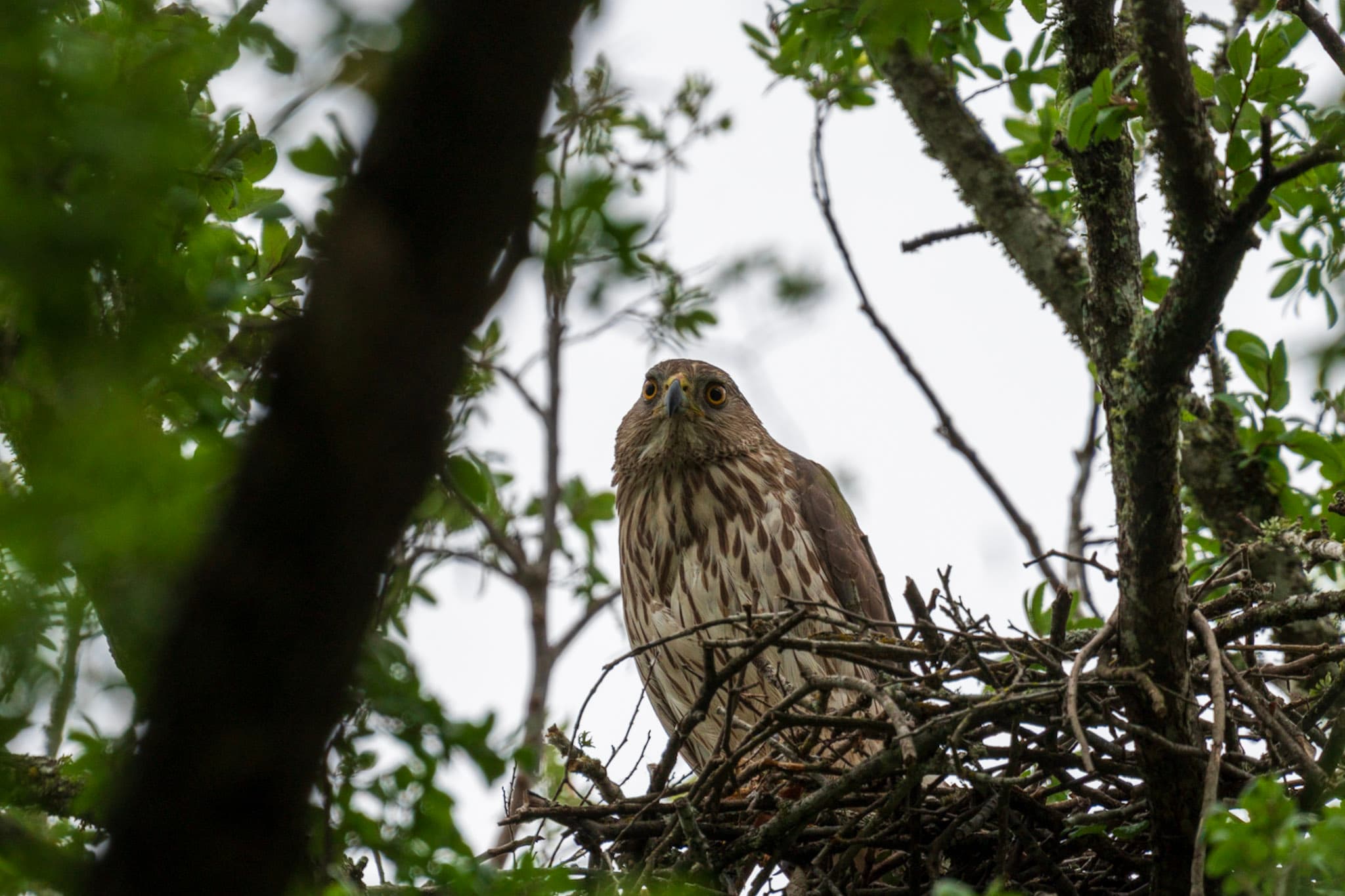 Goshawk, Watchful Nest