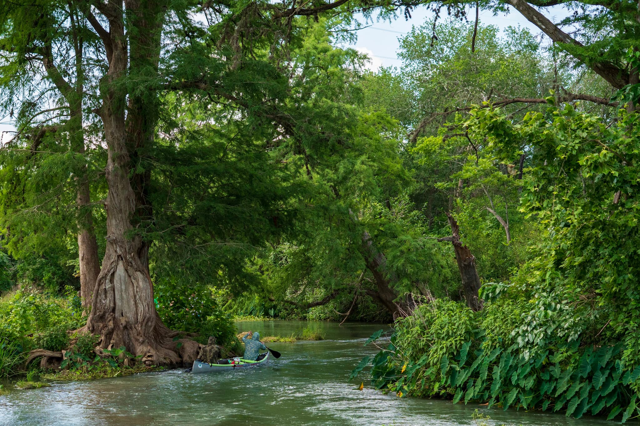 Cypress, Slow Current