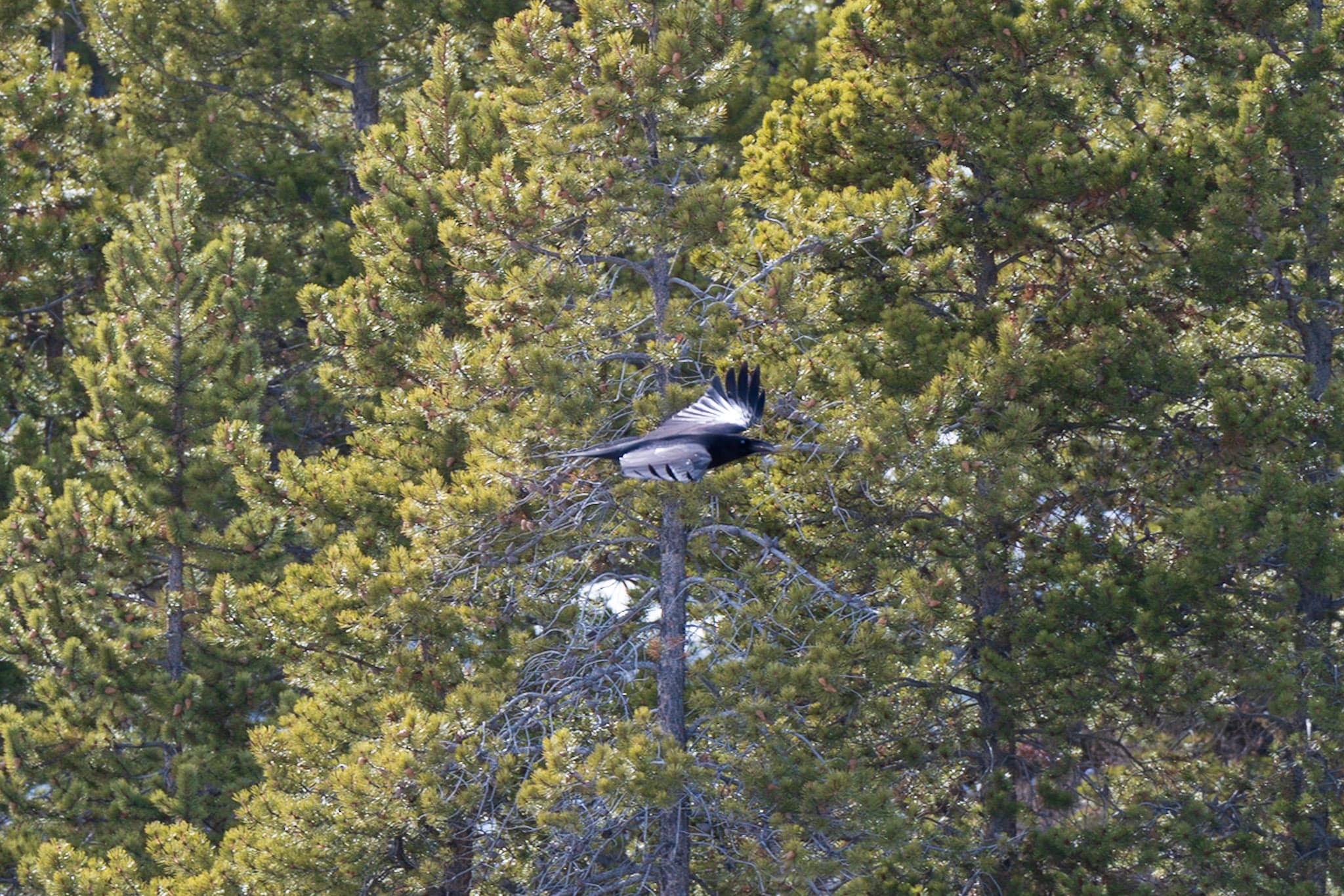 Magpie, Pine Cover
