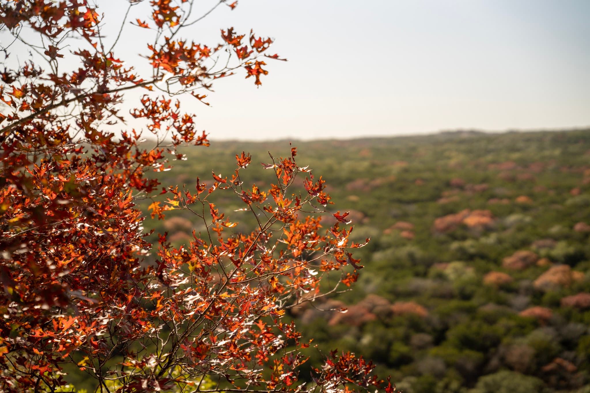 Autumn Oak, Overlook