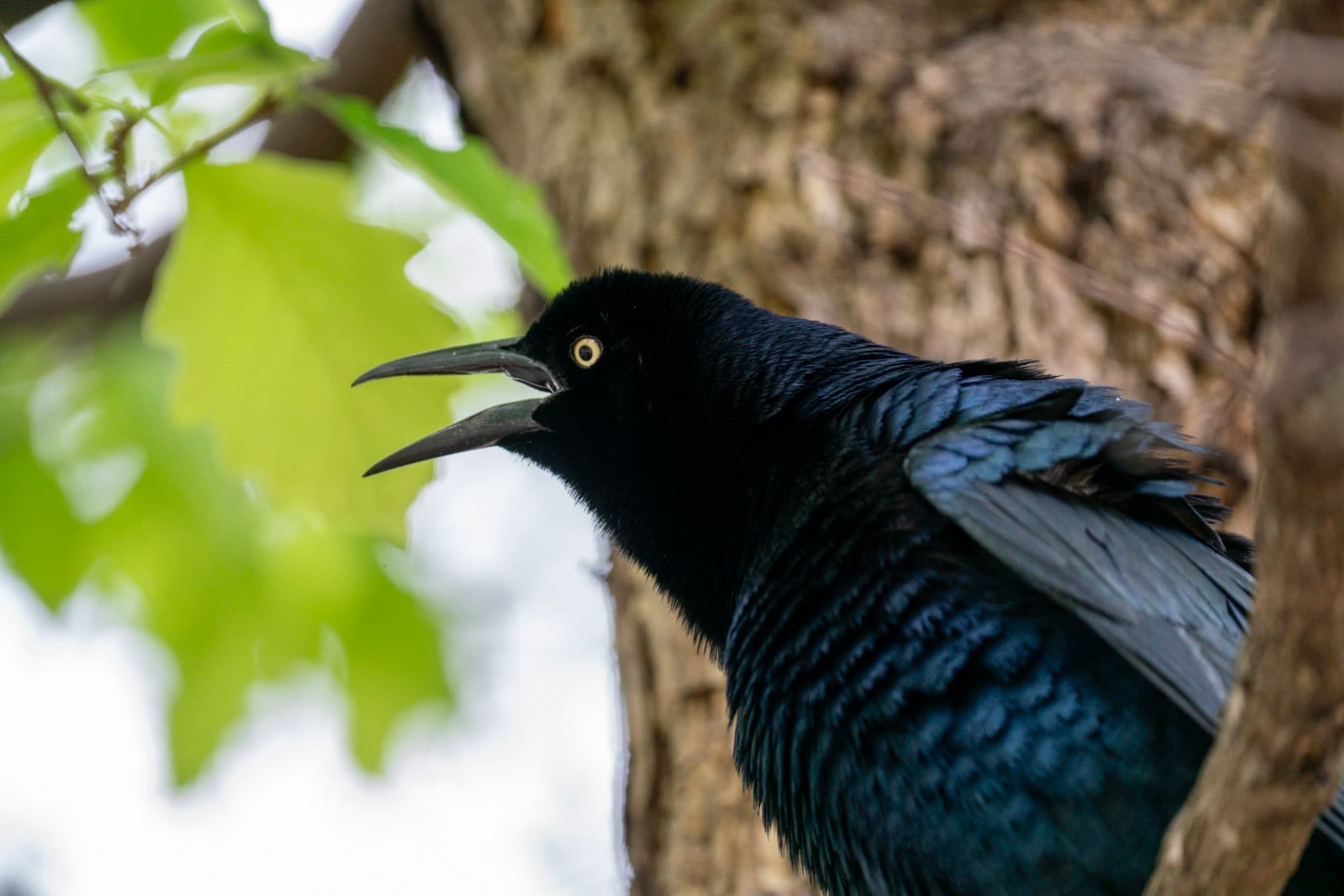 Grackle, Calling