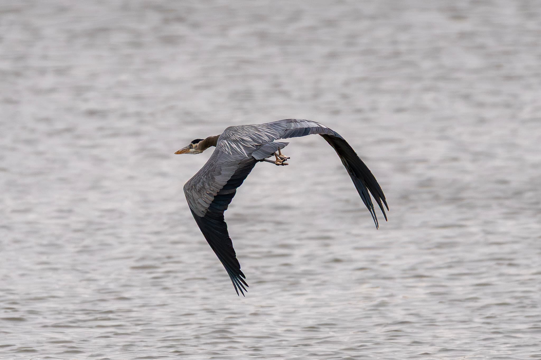 Heron, Low Pass
