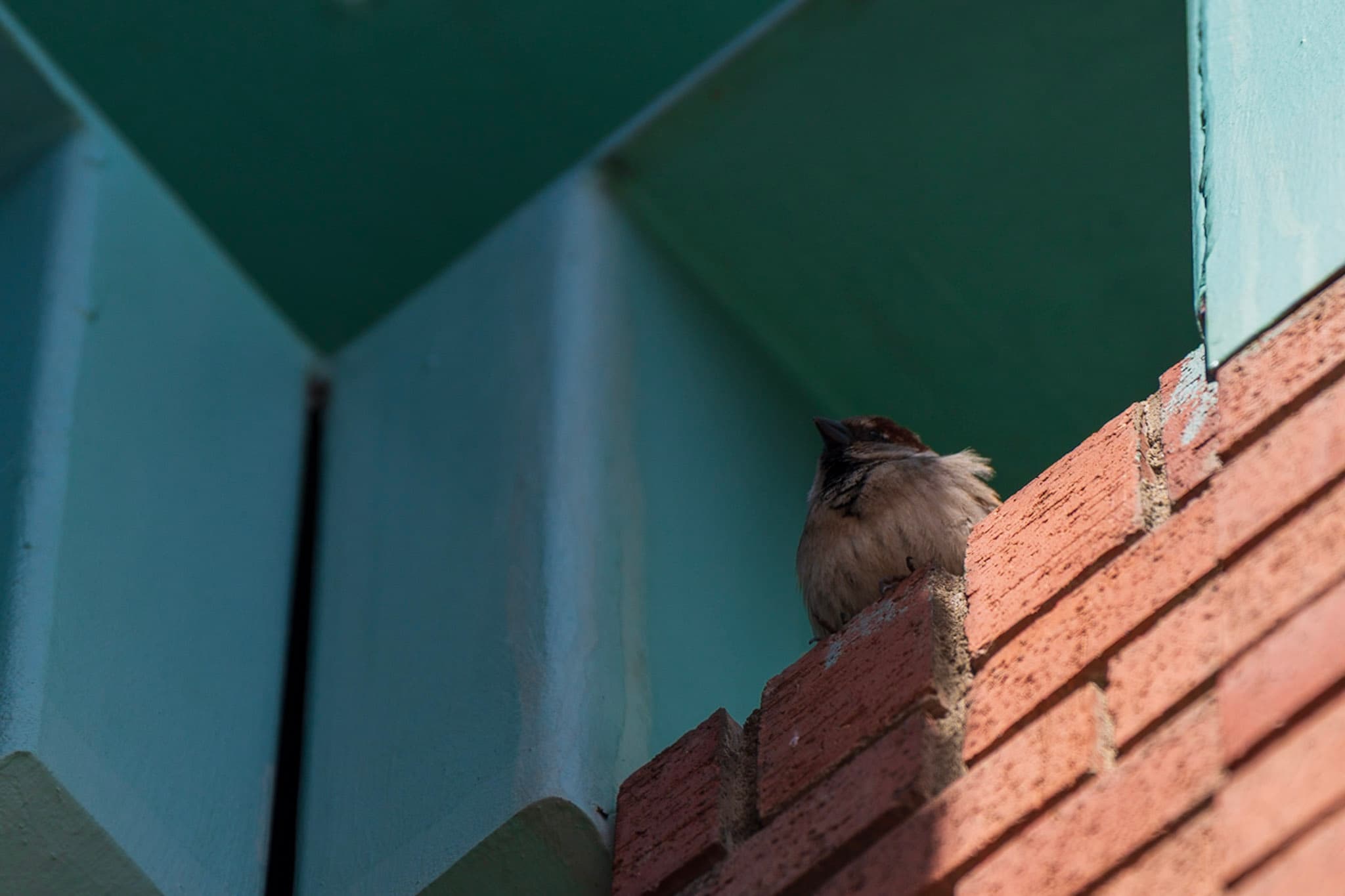Sparrow, Brick Ledge