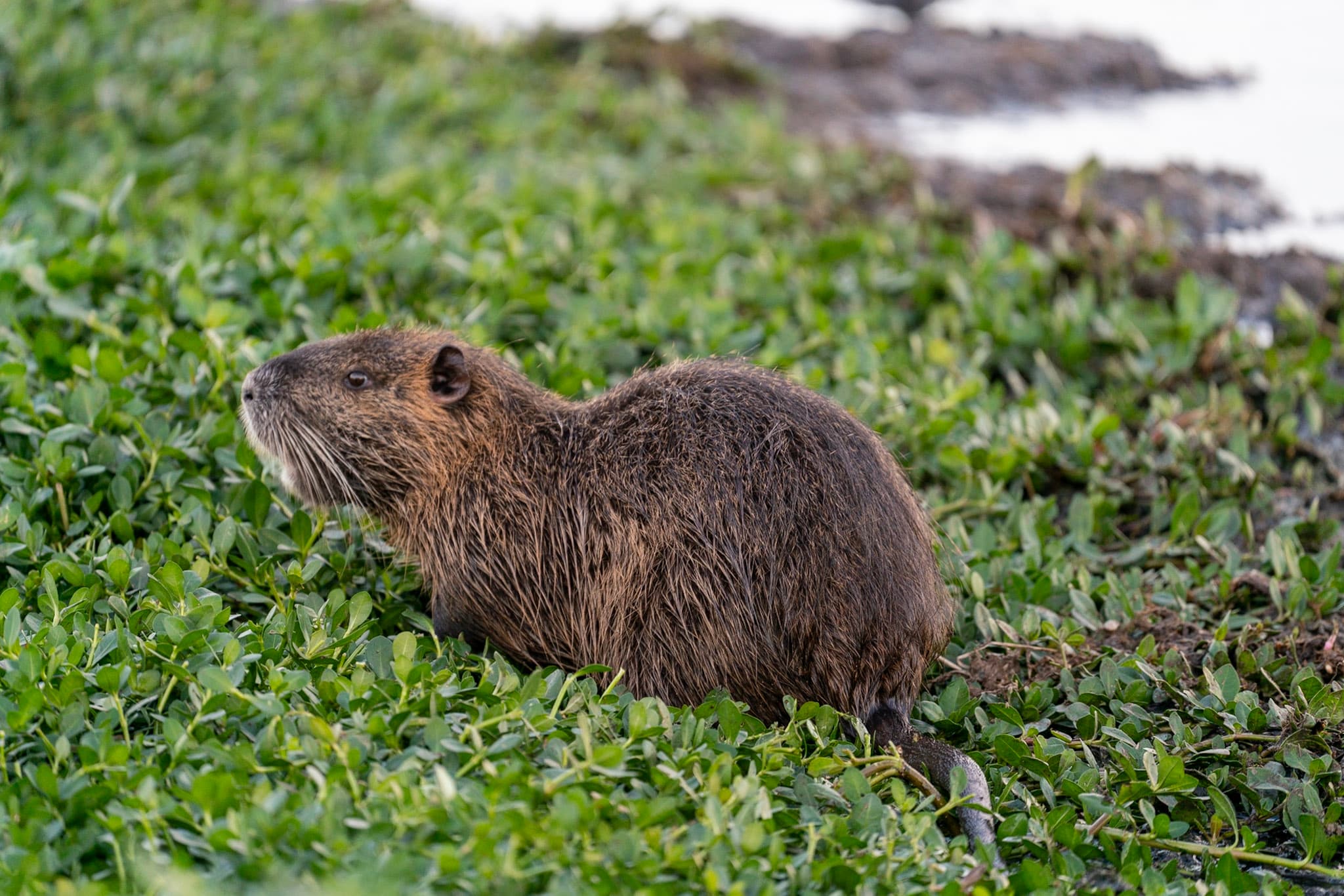 Nutria, Wet Grass
