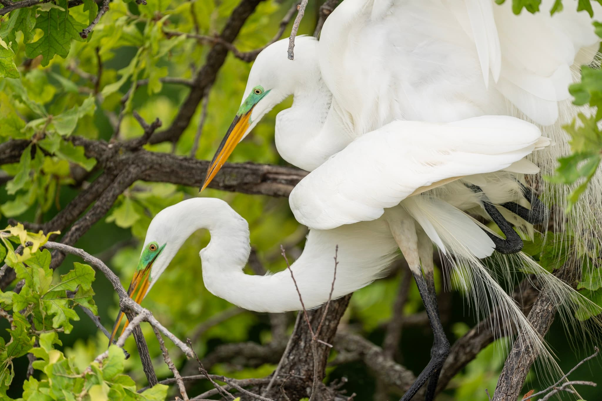Egrets, Courtship