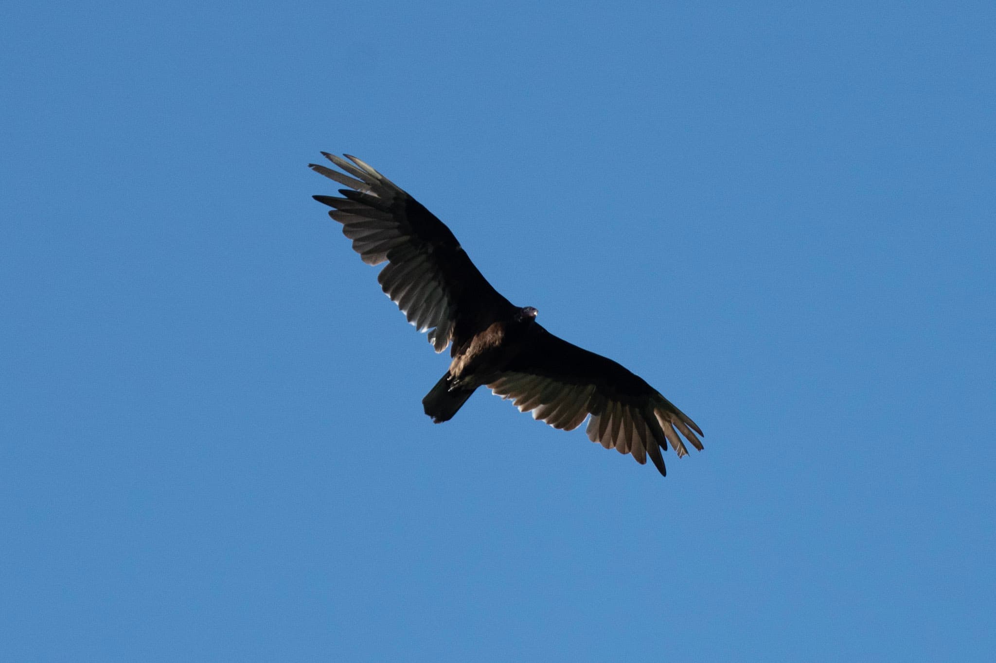 Turkey Vulture, Soaring