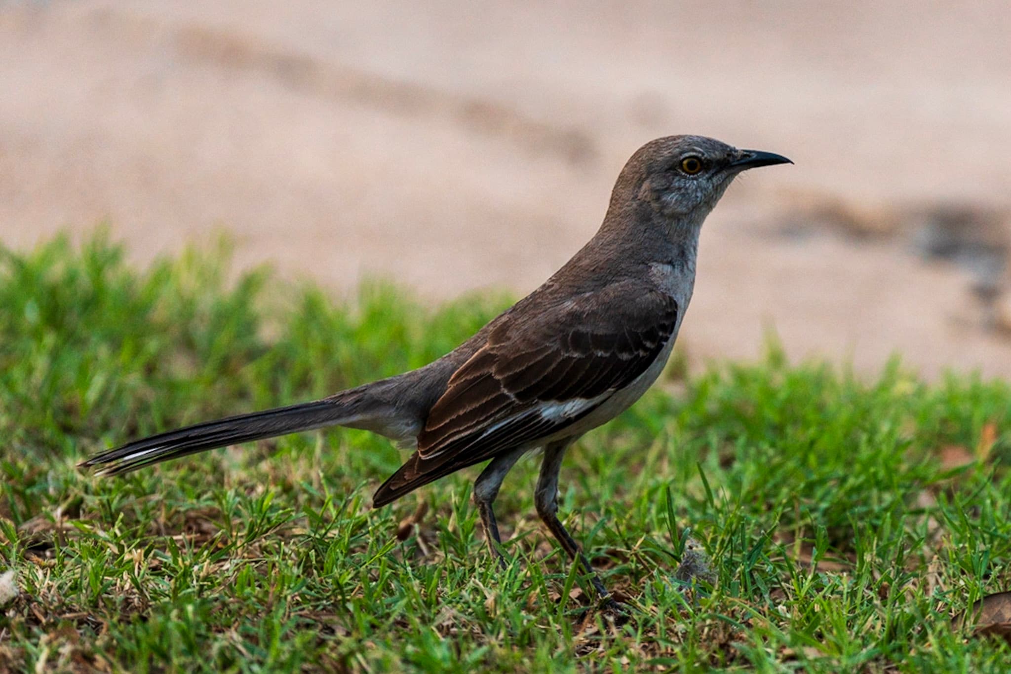 Mockingbird, Morning Grass