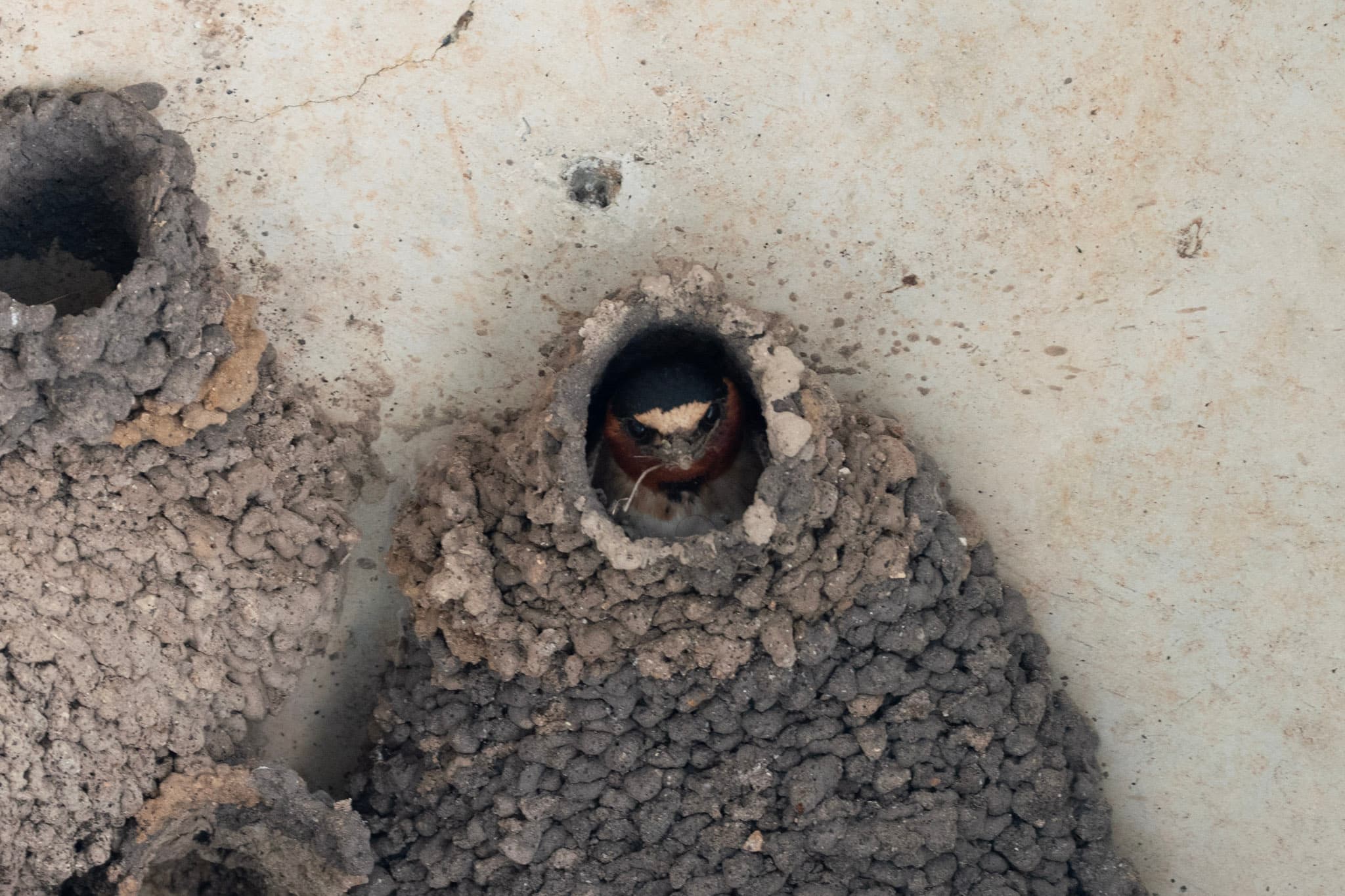 Cliff Swallow, Nest