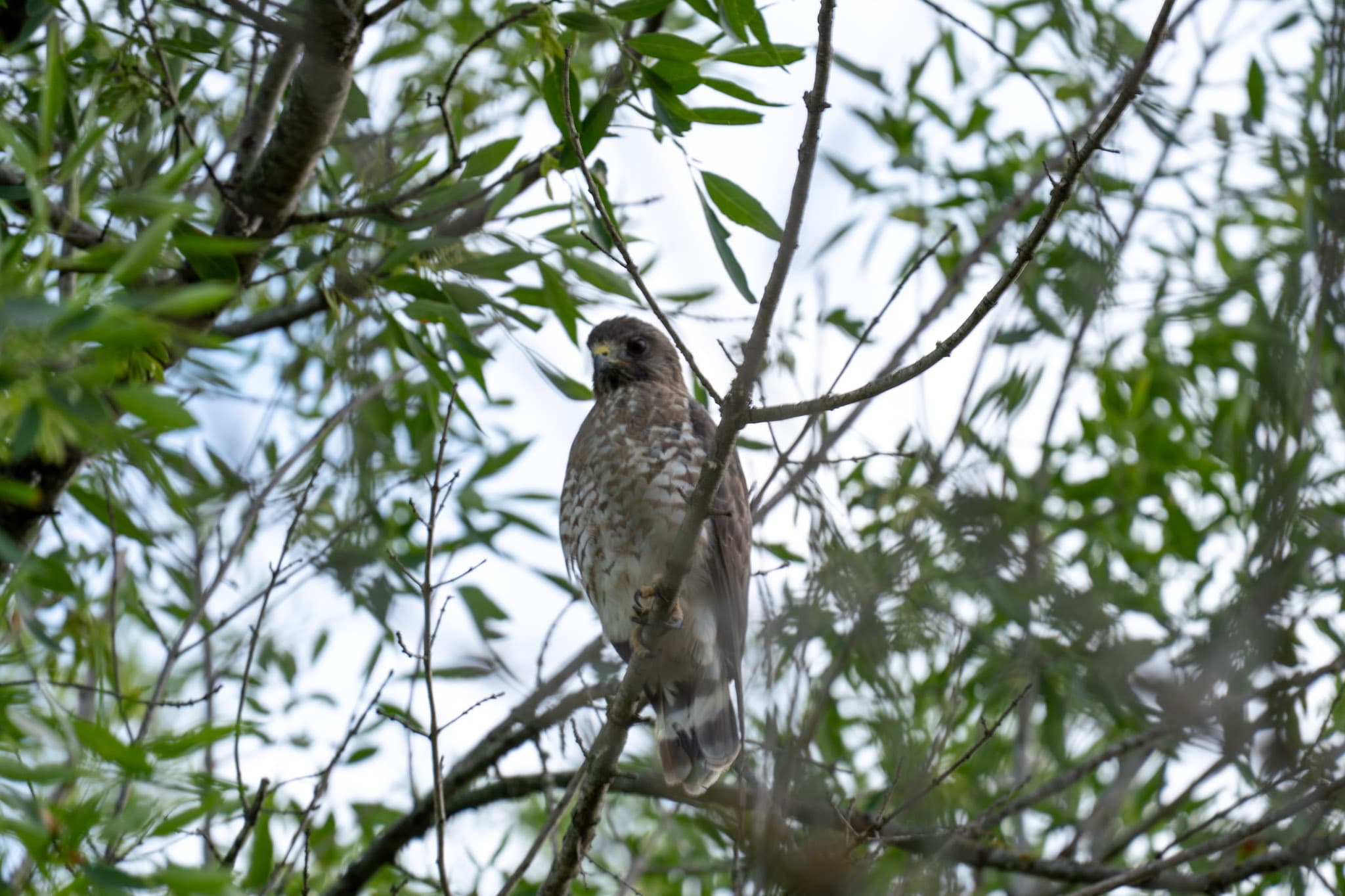 Broad-Winged Hawk, Watching